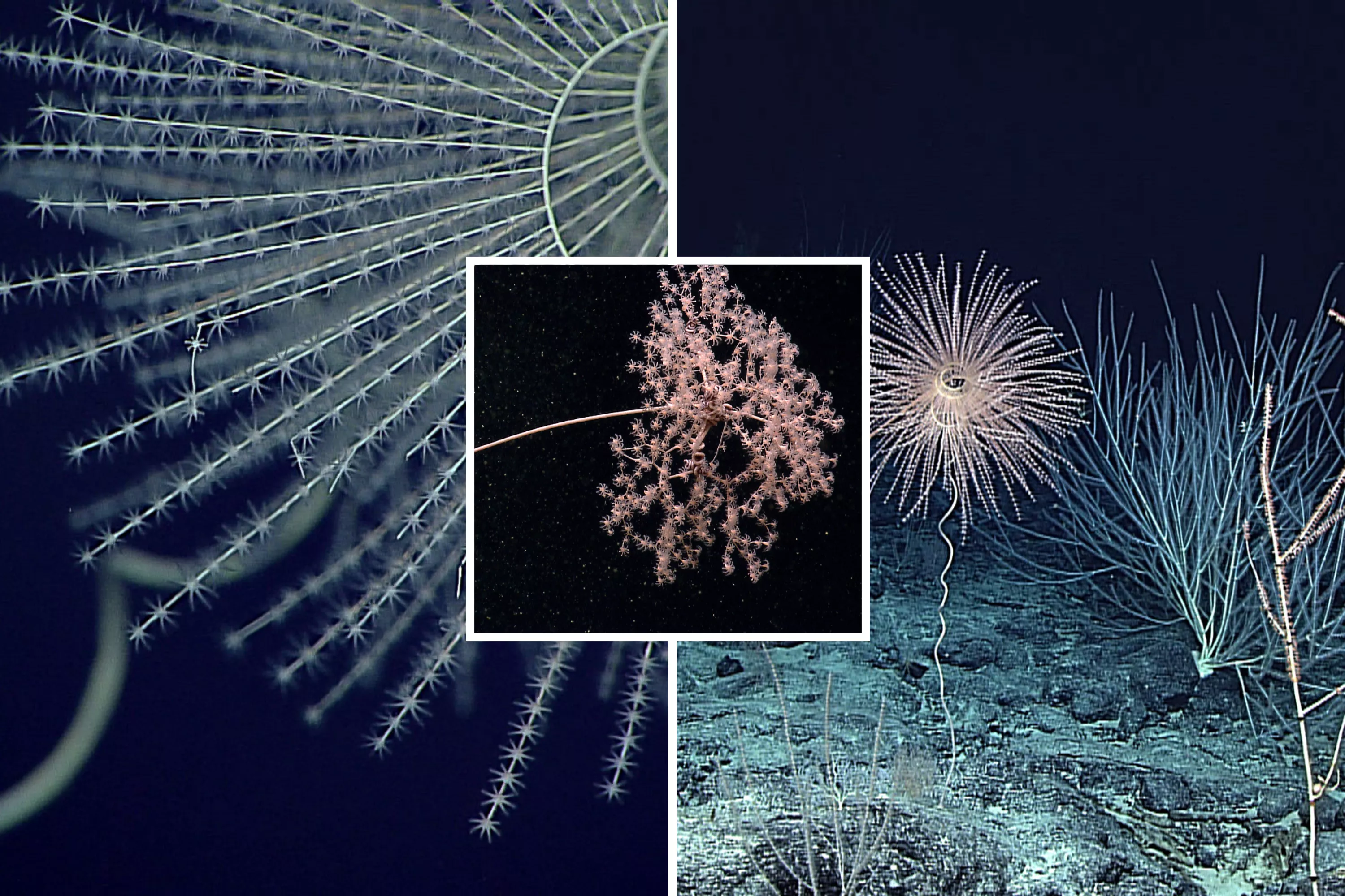 This Animal Was First to Emit Light—540 Million Years Ago - Vimarsana News