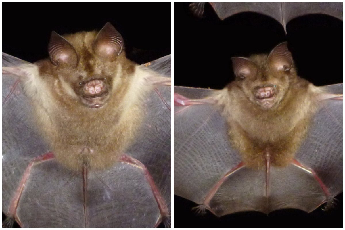 bat evolution