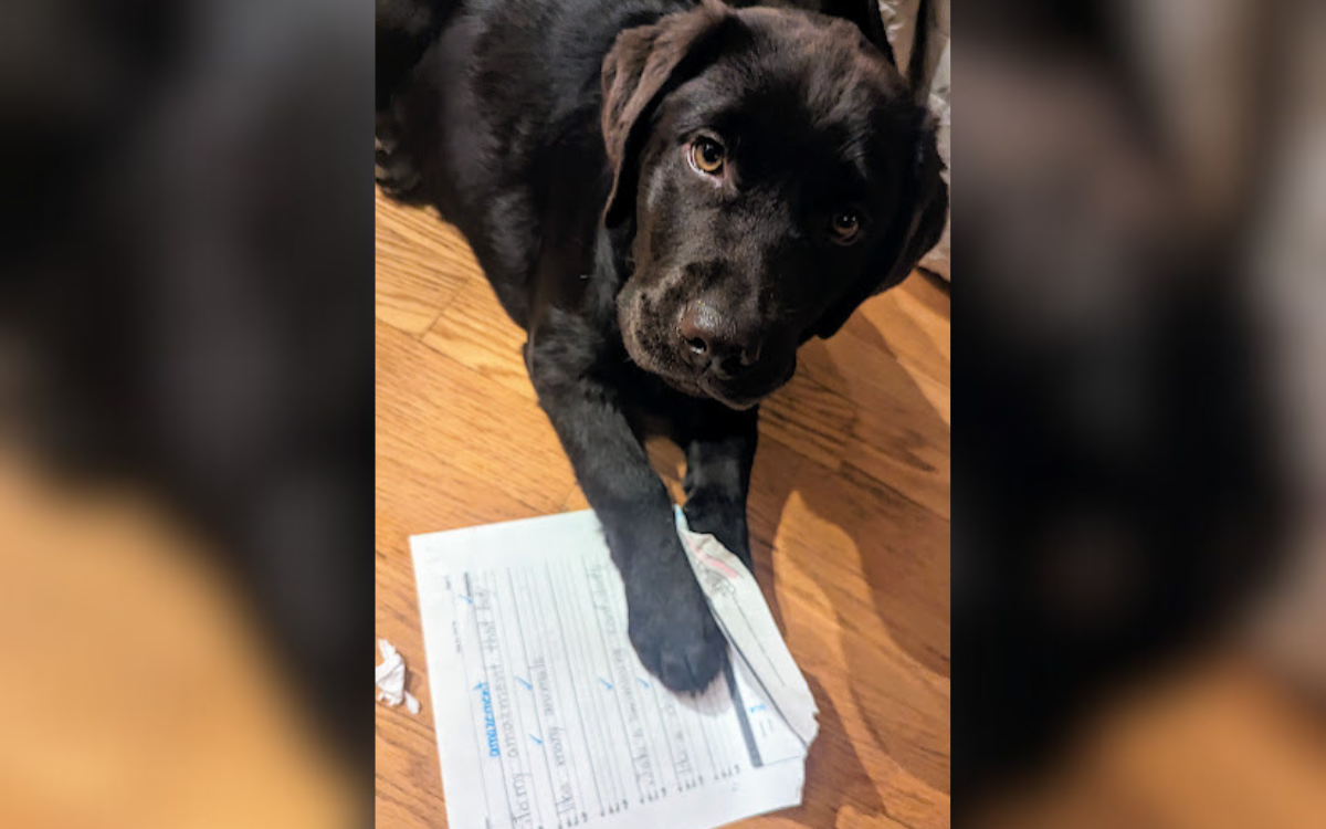 Winnie the black labrador puppy.