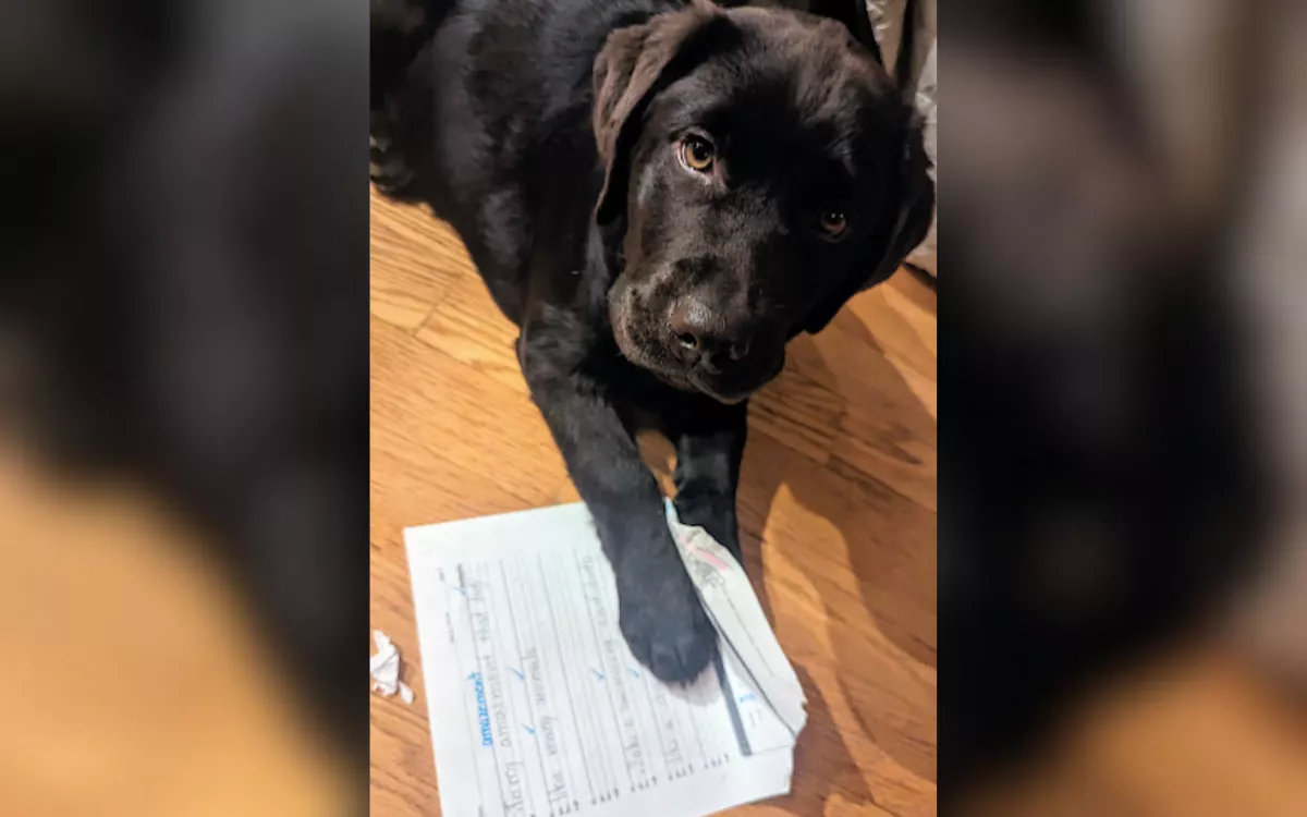 Dog Caught Doing Unthinkable To Boy's Homework—But No One Will Believe Them - Vimarsana News