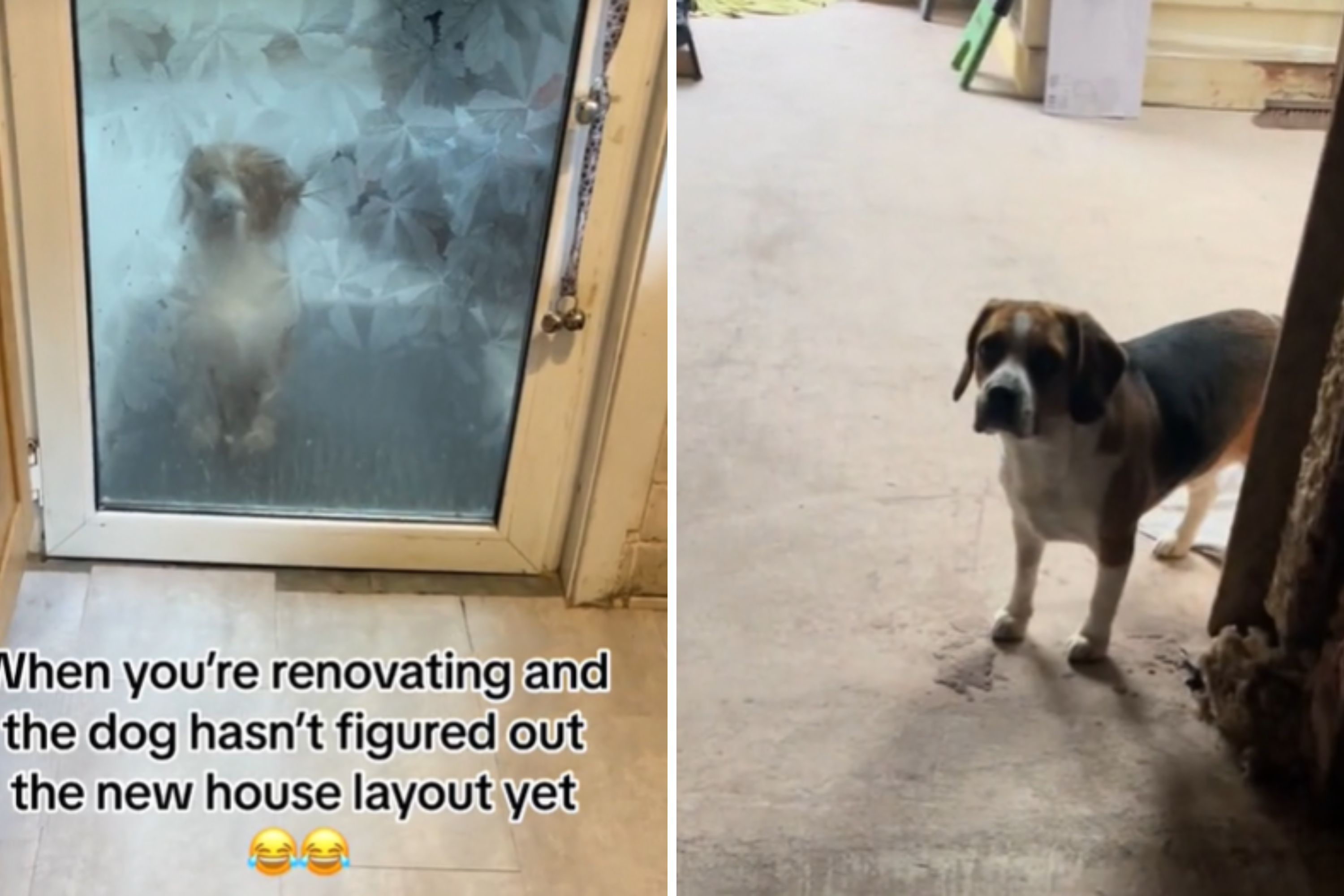 Owners renovate layout of house, but dog didn’t quite get the memo