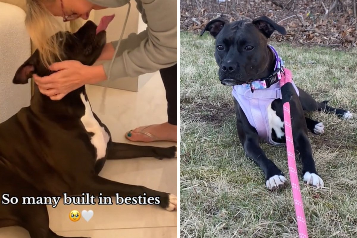 Dog enjoying apartment life