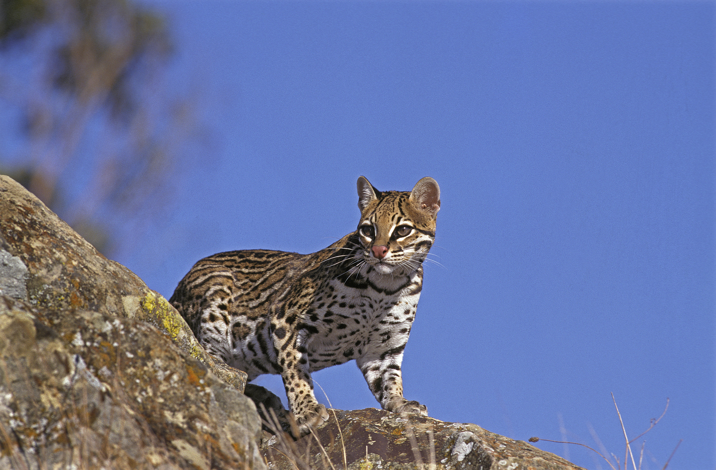 Les chats sauvages Ocelot du Texas sont plus répandus que les scientifiques ne le pensaient
