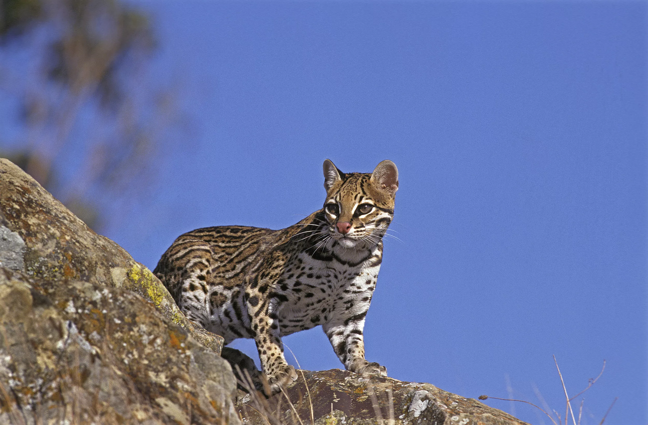 Texas' Ocelot Wild Cats More Widespread Than Scientists Thought - Vimarsana News