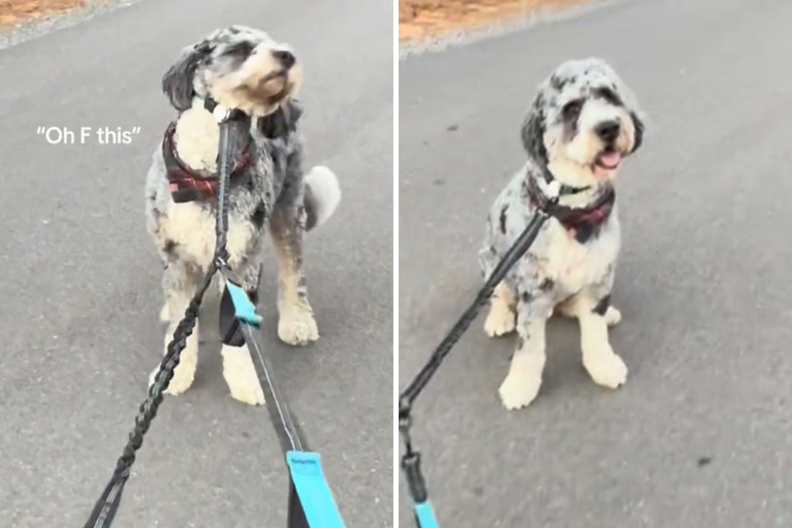 Bernedoodle Regrets Going for Walk With Run Club Dog&mdash;Built Very Different