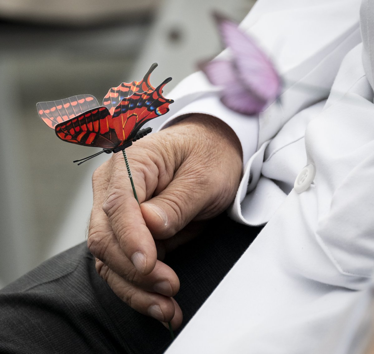 A doctor holds butterfly