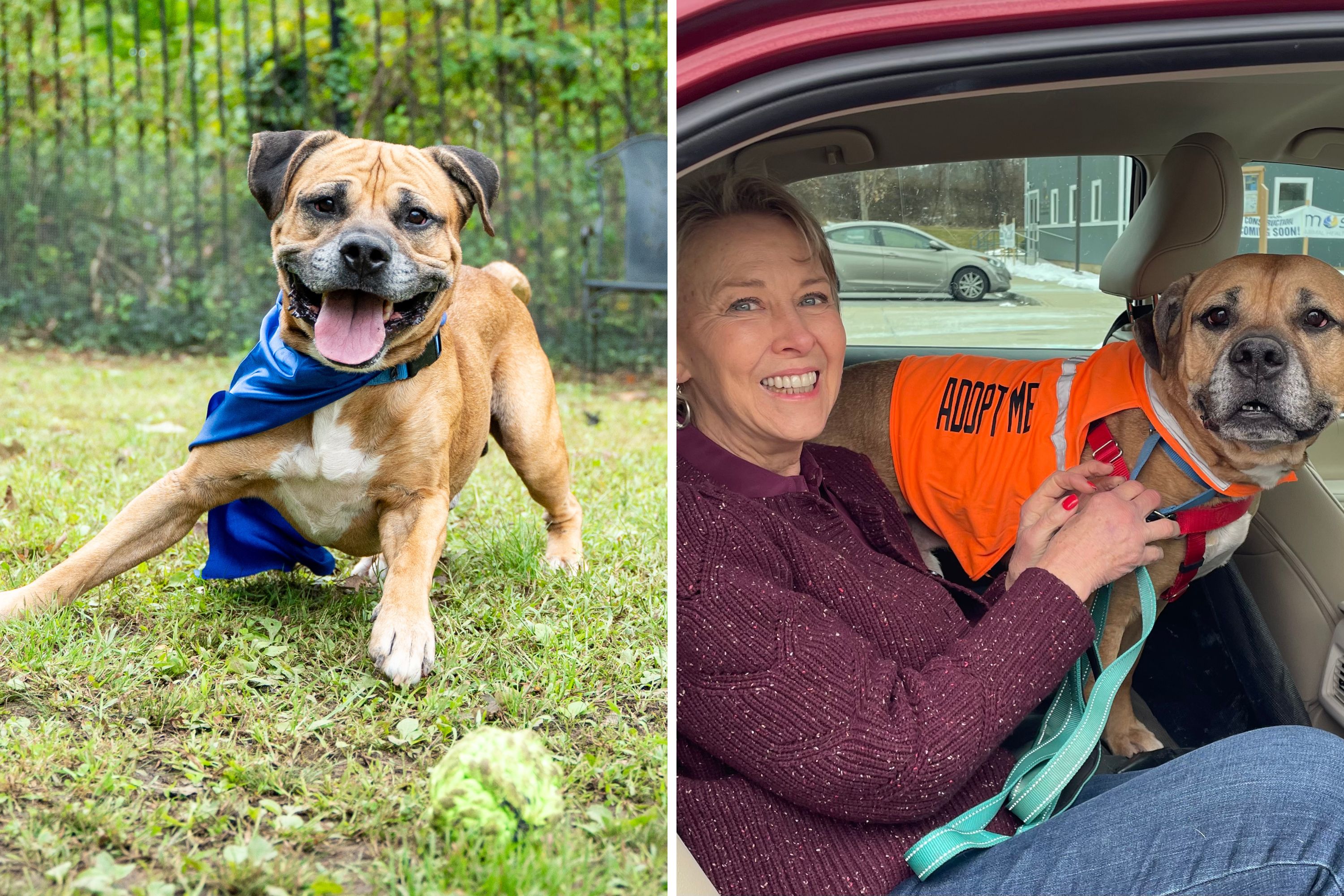 Senior Shelter Dog 'Ignores' Everyone, Then 70-Year-Old Woman Meets Him ...