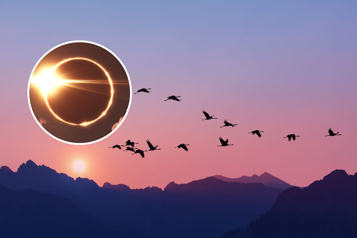 birds and eclipse