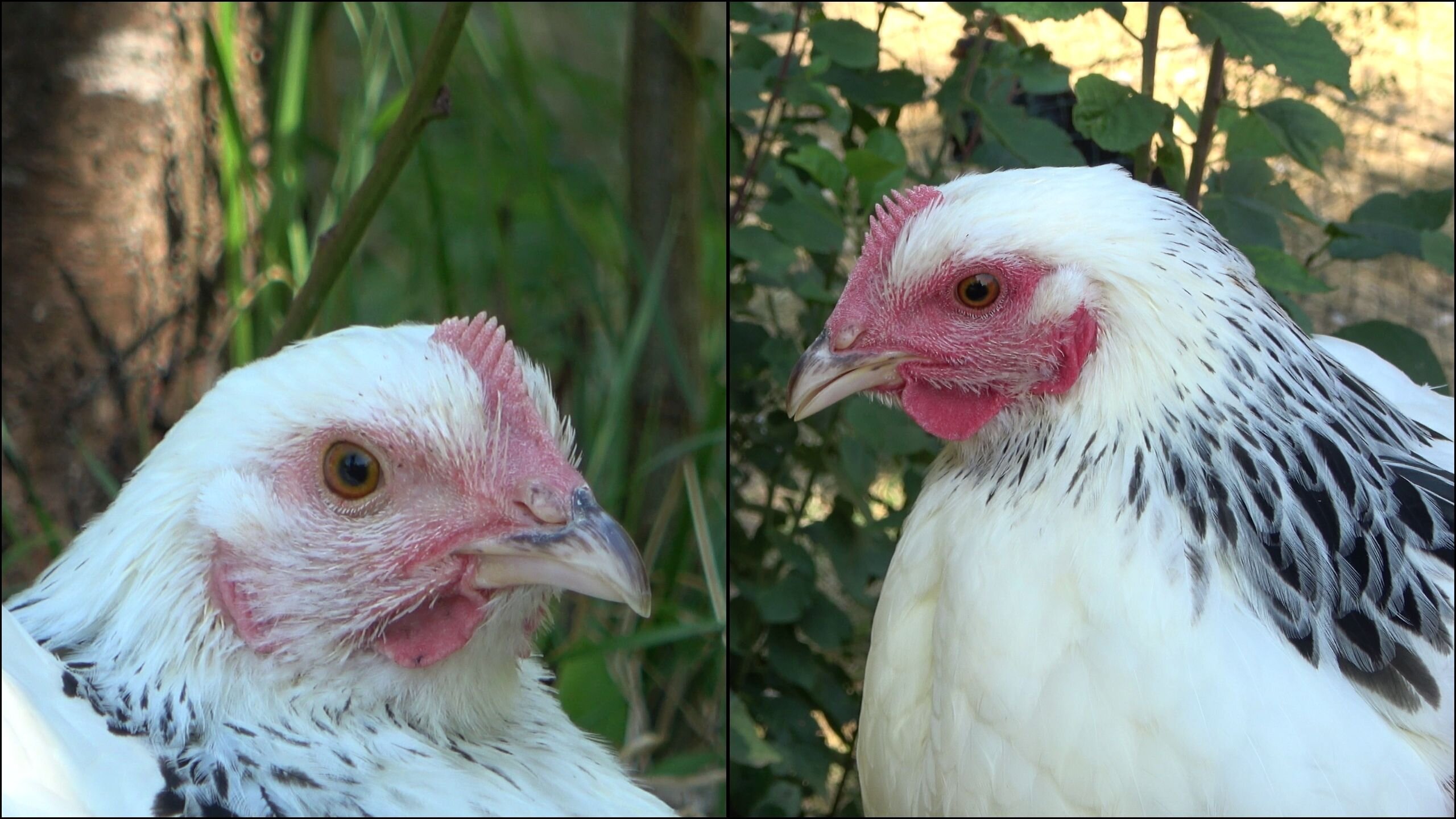 Les poules émotionnelles ont aussi le visage rouge, selon une étude