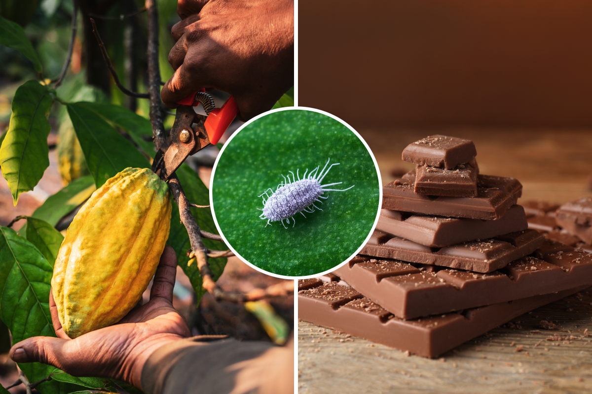 cacao tree and chocolate