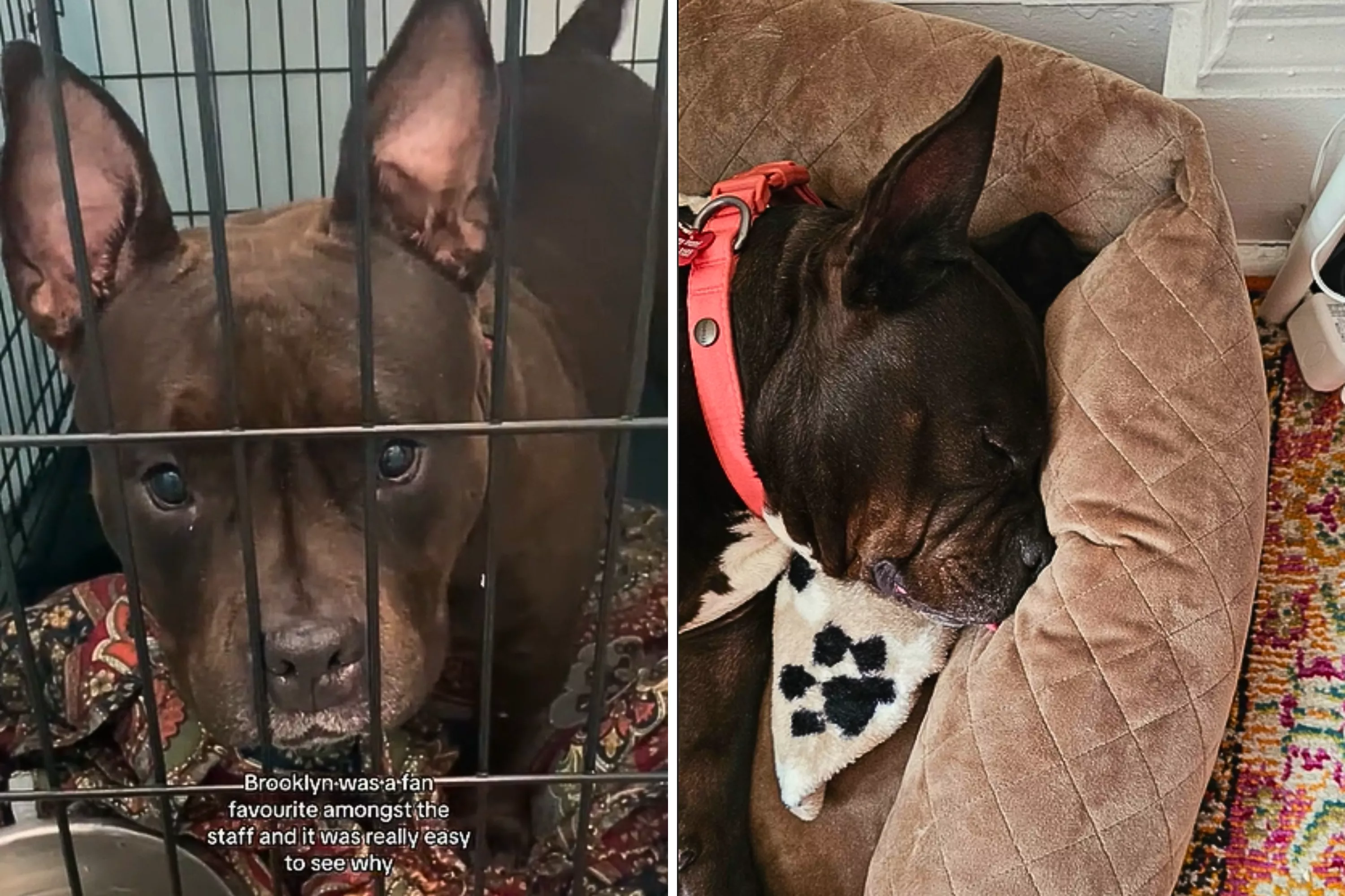 Dog in Shelter for Over a Year Sleeps 'Soundly' on First Night in New Home - Vimarsana News