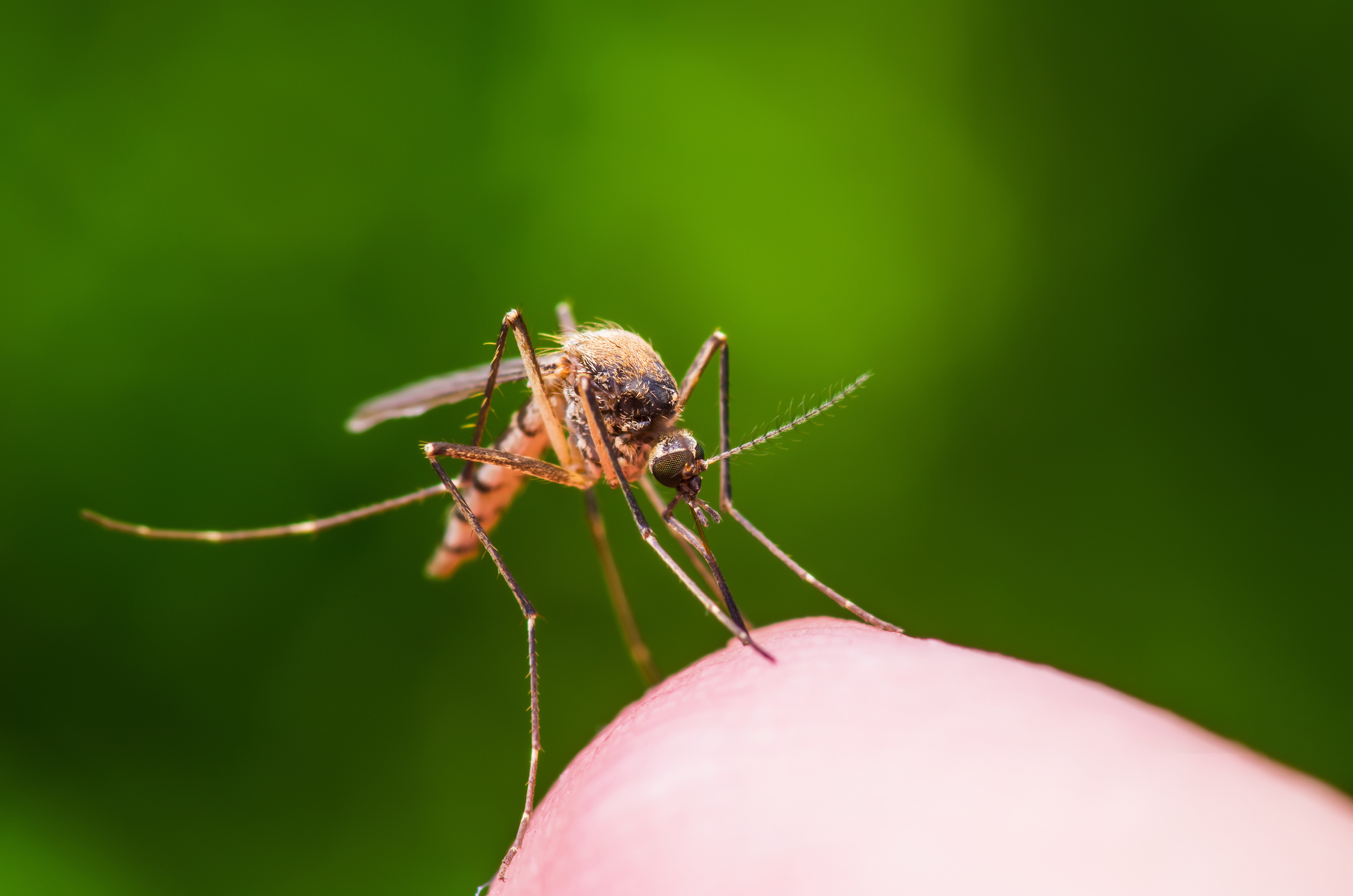 Les maladies transmises par les moustiques connaîtront des « épidémies de plus en plus fréquentes » dans le monde