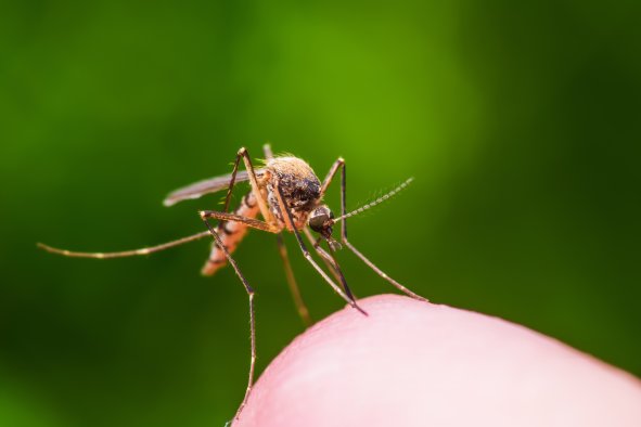 Mosquito-Borne Diseases To See 'Increasingly Frequent Outbreaks' Worldwide
