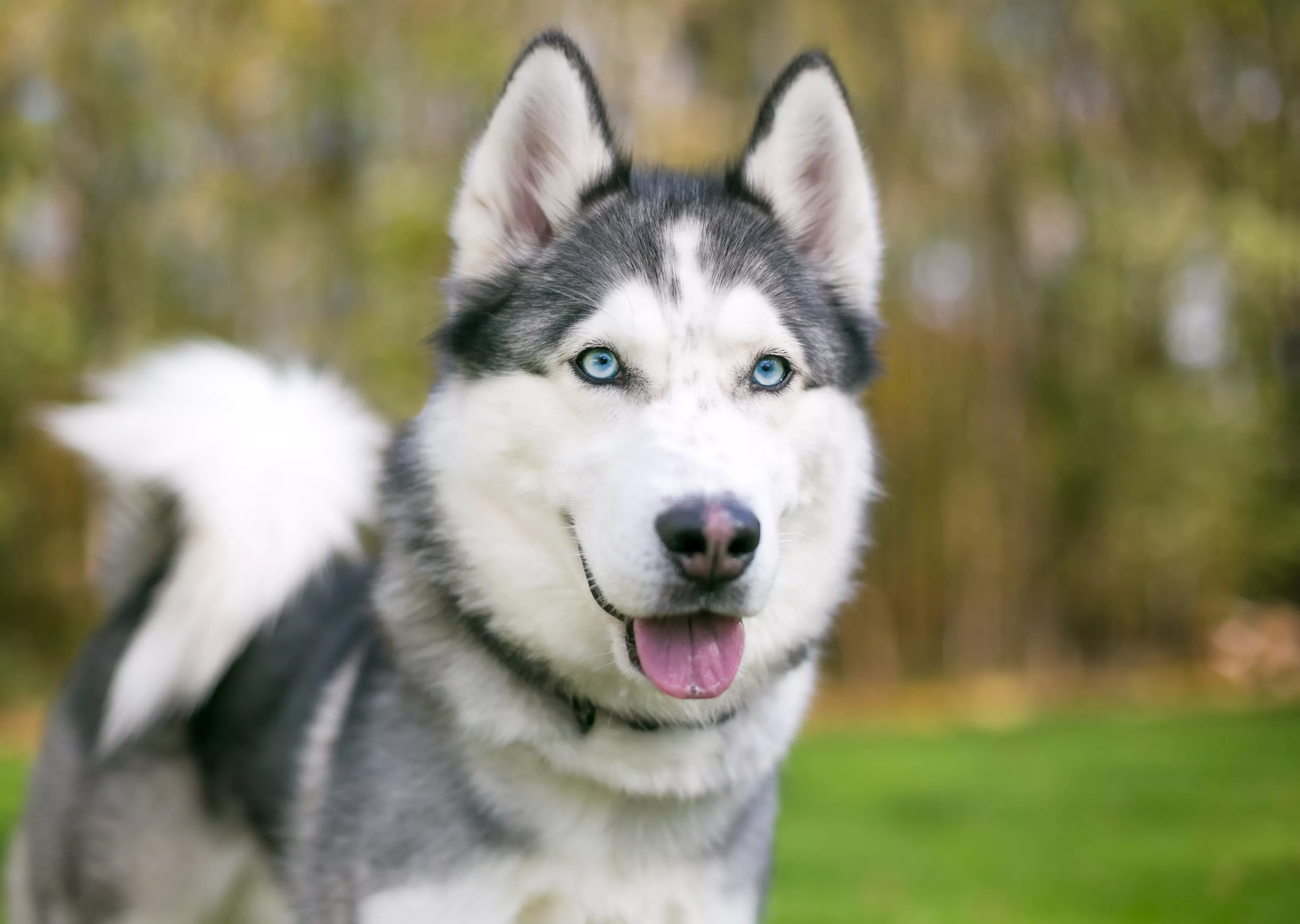 Owner shares all the hilarious reasons her husky got mad at her in a week - Vimarsana News
