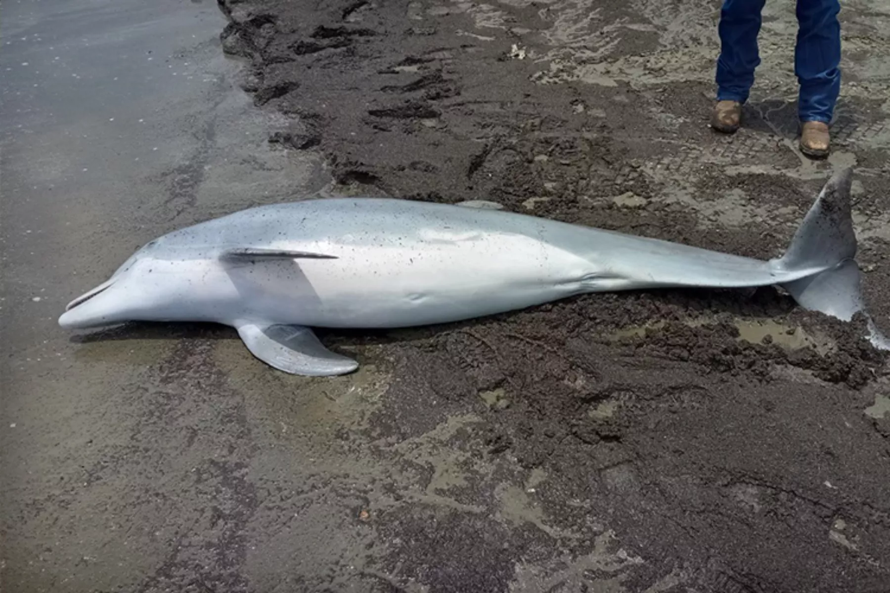Dead Dolphin Discovered With Bullets 'Lodged' in Brain, Spinal Cord, Heart - Vimarsana News