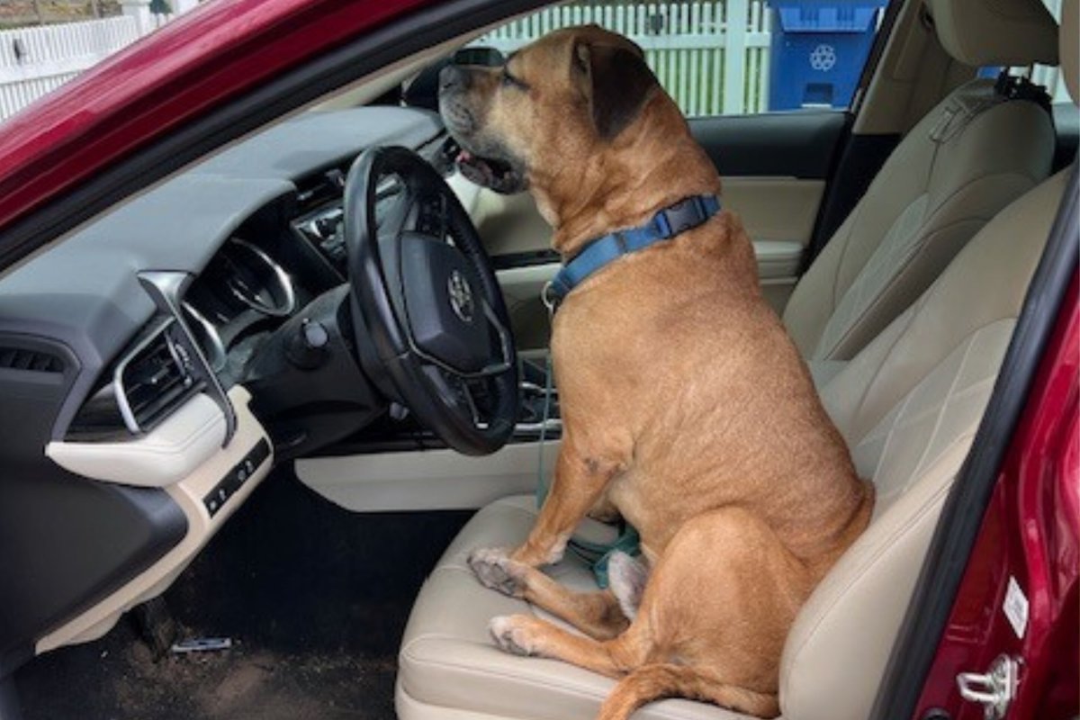 OGB senior dog in car