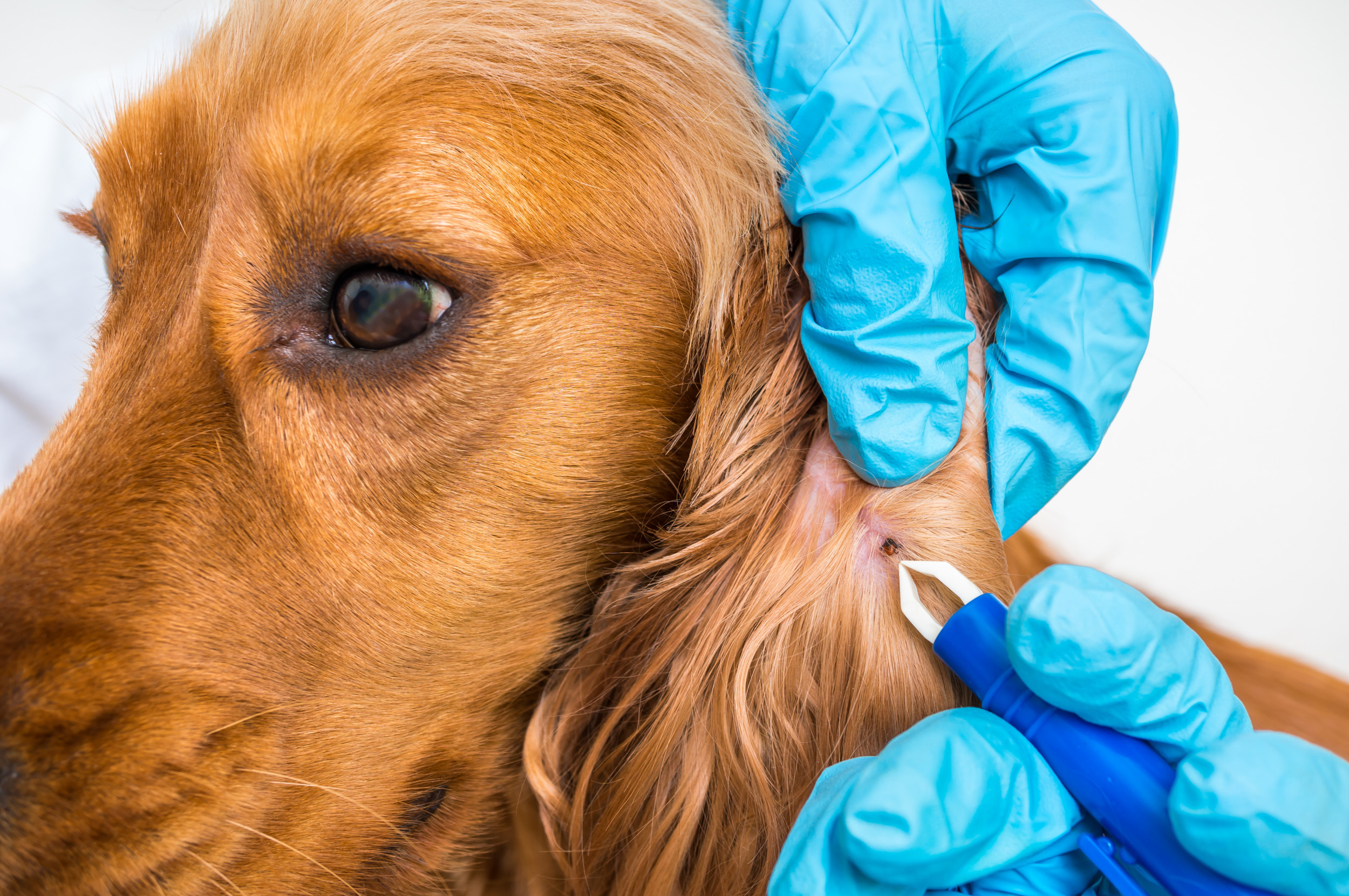 Une carte révèle 32 États dans lesquels les propriétaires de chiens ont mis en garde contre une maladie courante transmise par les tiques