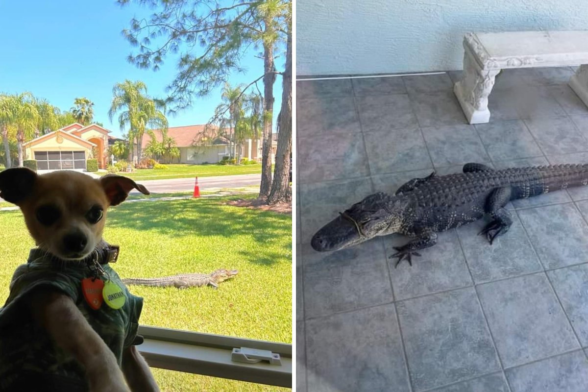 Chihuahua chased by alligator Florida