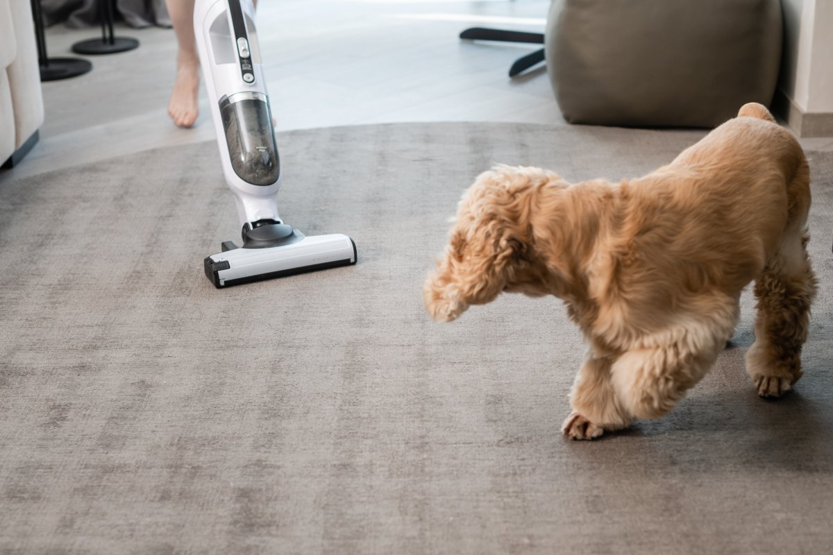 how to hoover train your dog