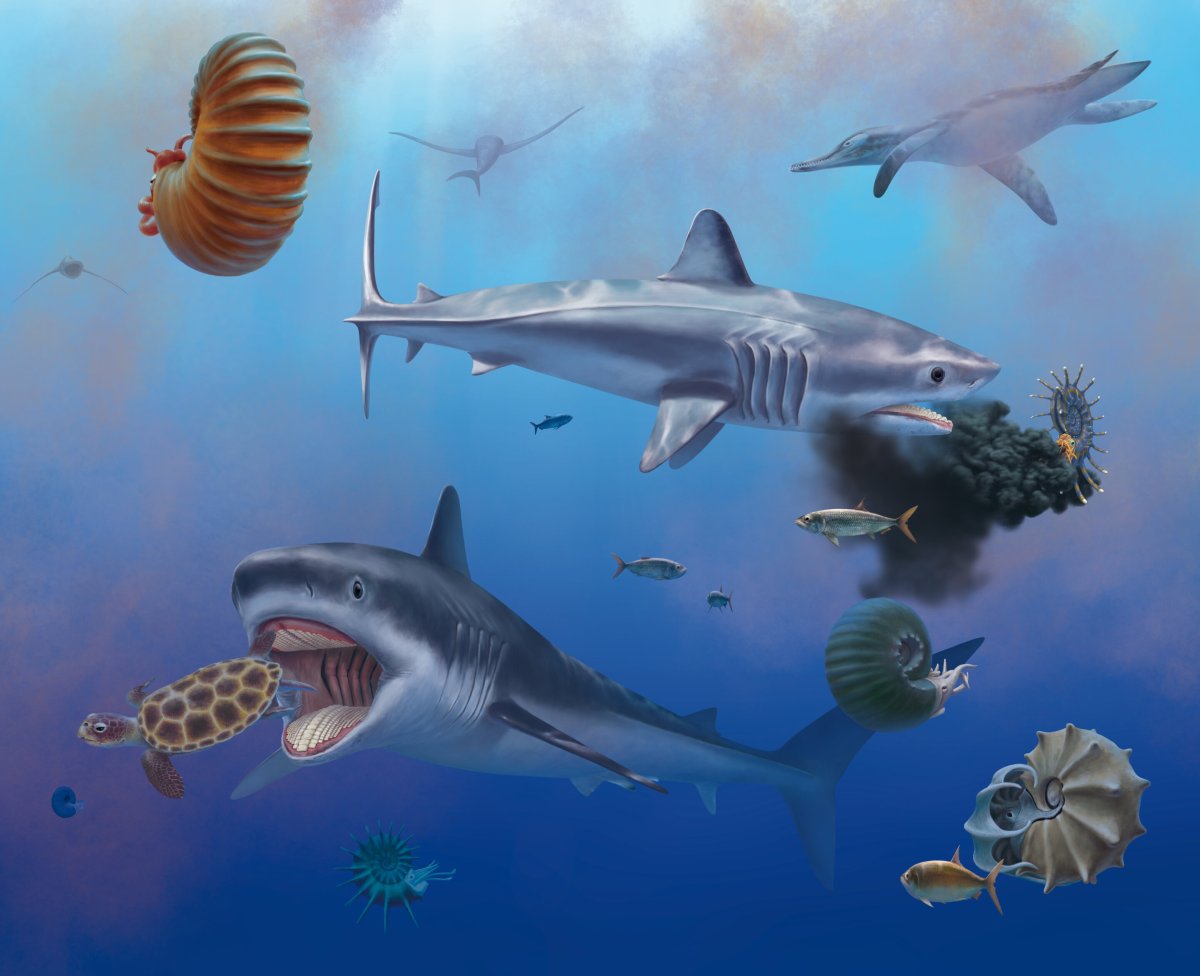 Shark fossil Mexico