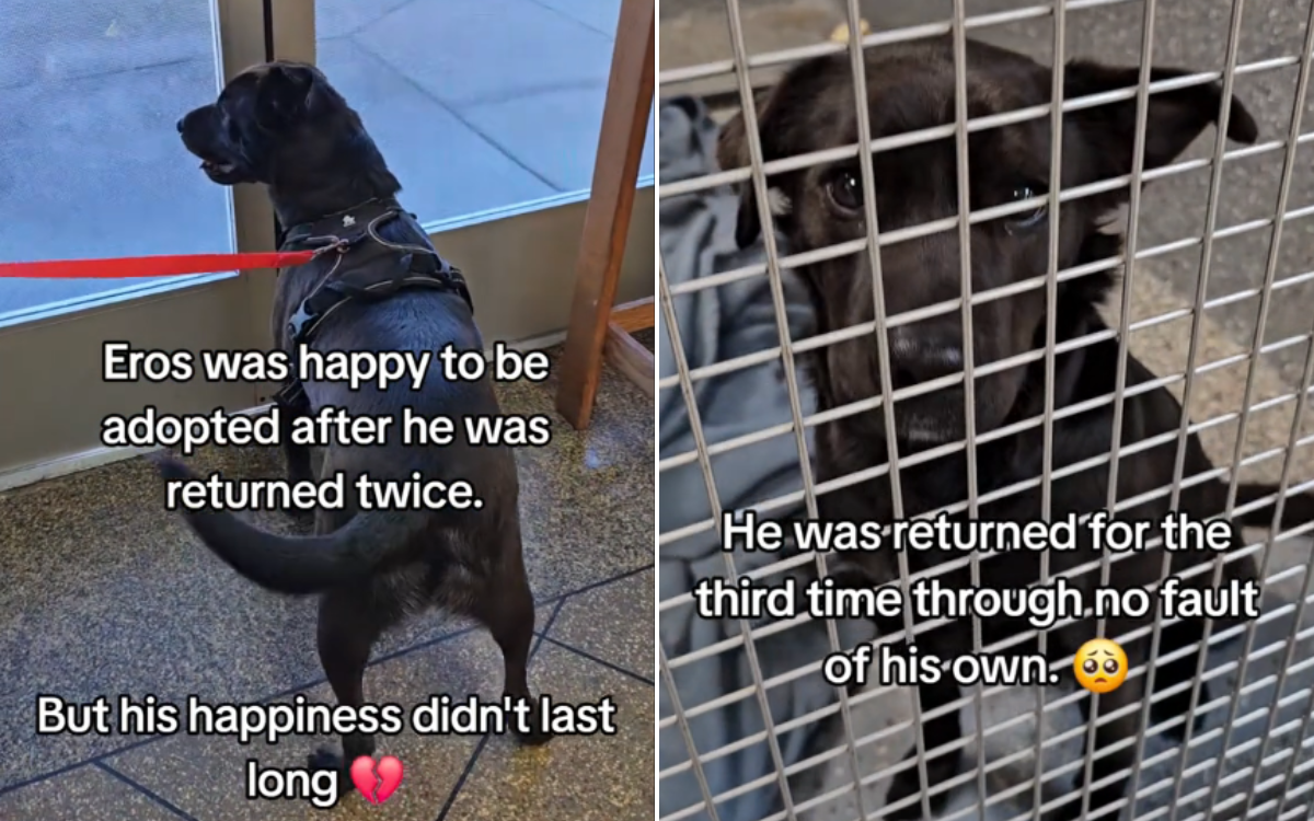 Dog Who Suffered Triple Adoption Heartbreak Gets New Chance at ...