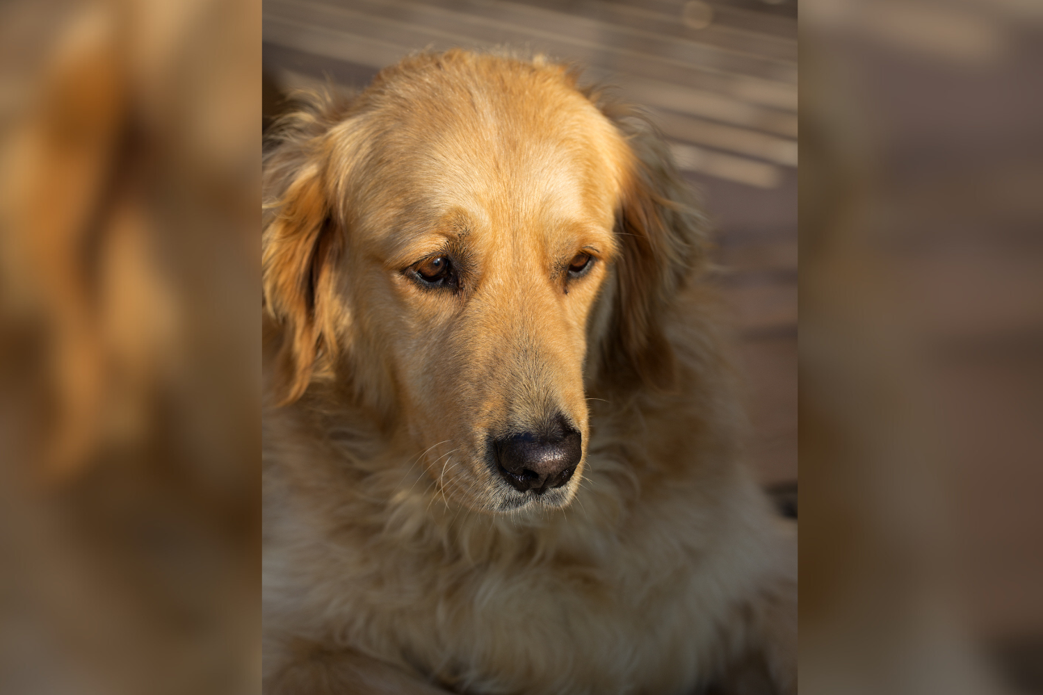 Owner discovers hilarious real reason for golden retriever’s sudden limp