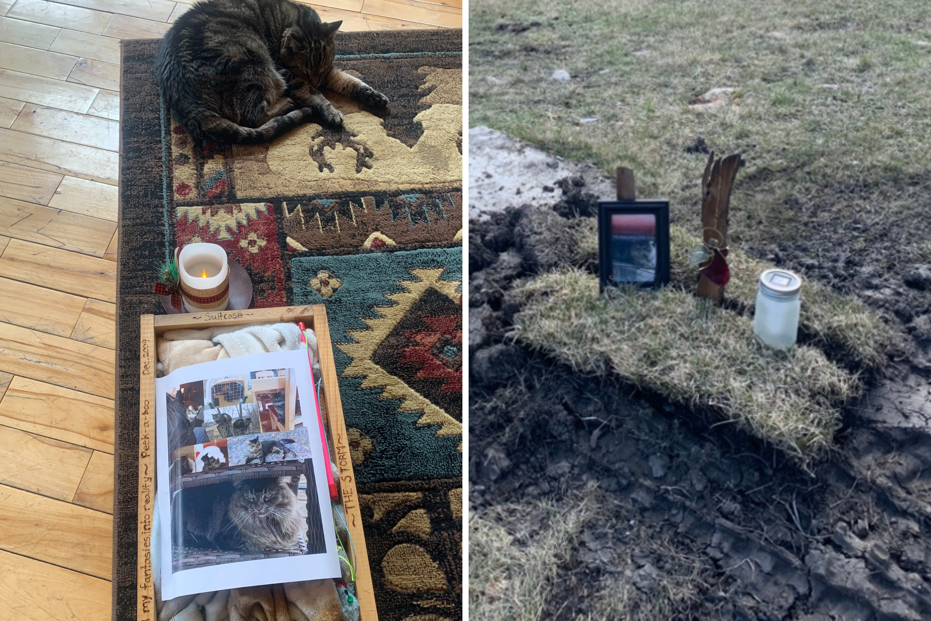 “Grief-stricken” cat shown sister’s grave after searching for her for days