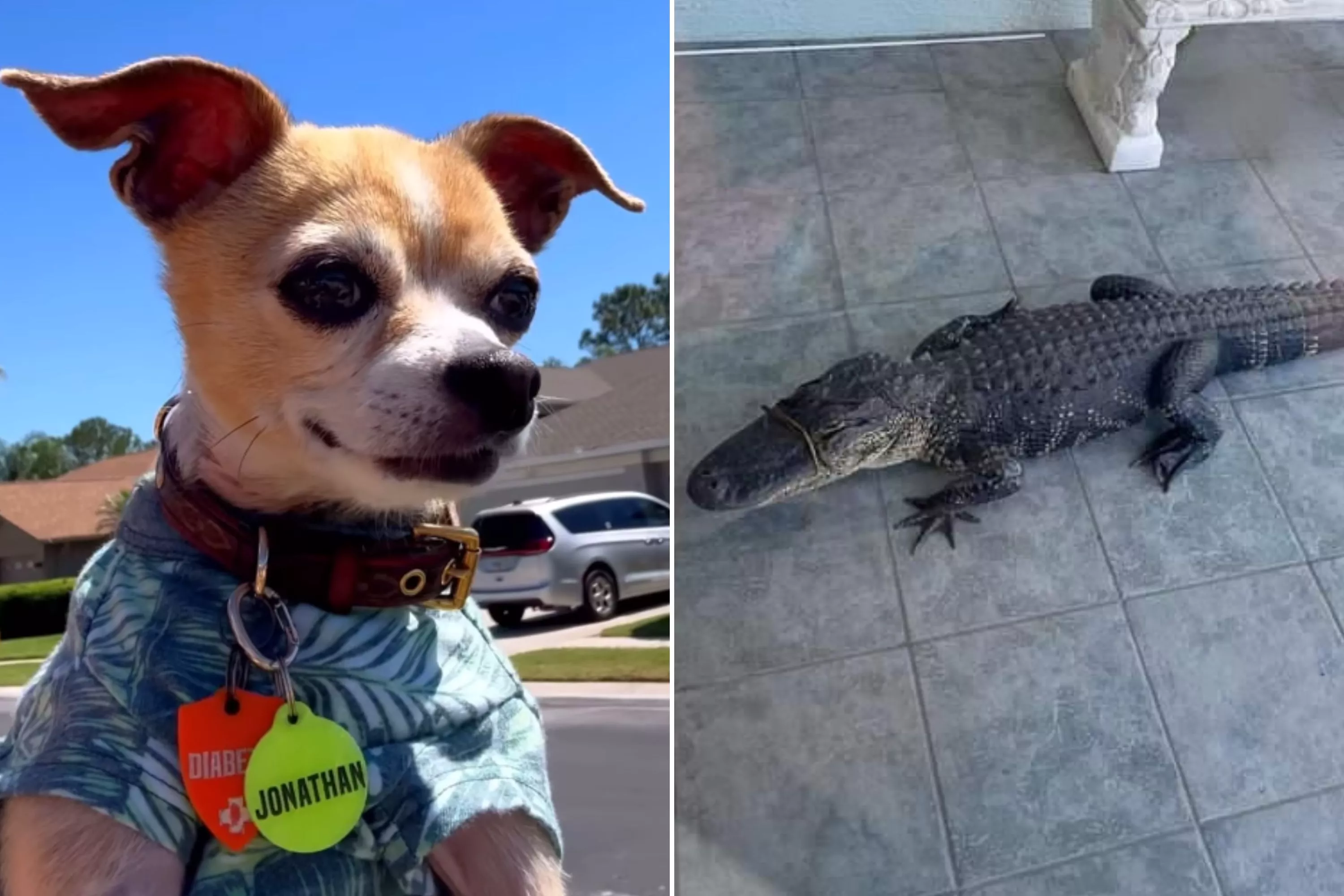 Chihuahua Saved From Kill Shelter Gets 'Hunted' by Florida Alligator - Vimarsana News