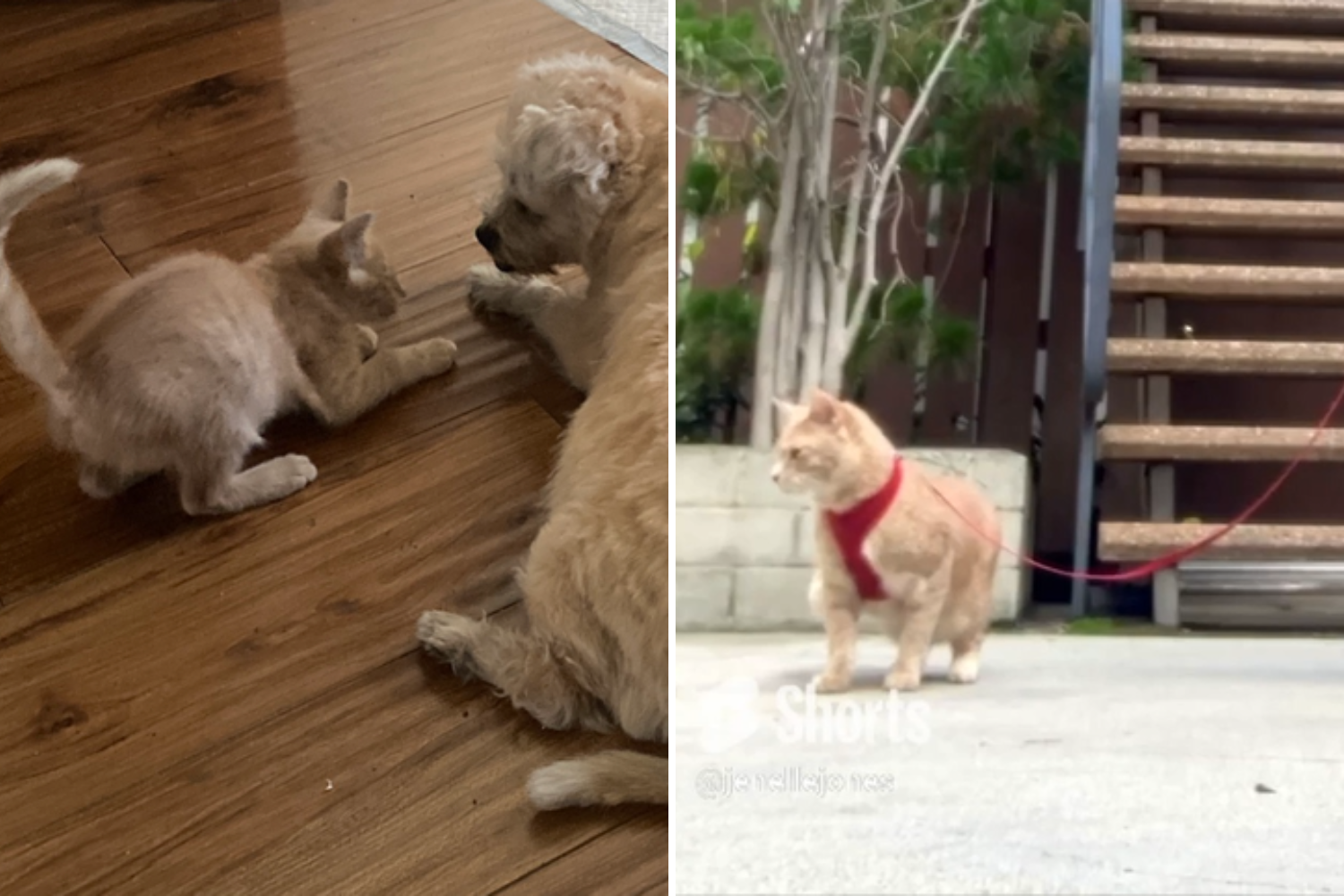 Cat demonstrates all the ways he thinks he’s a puppy