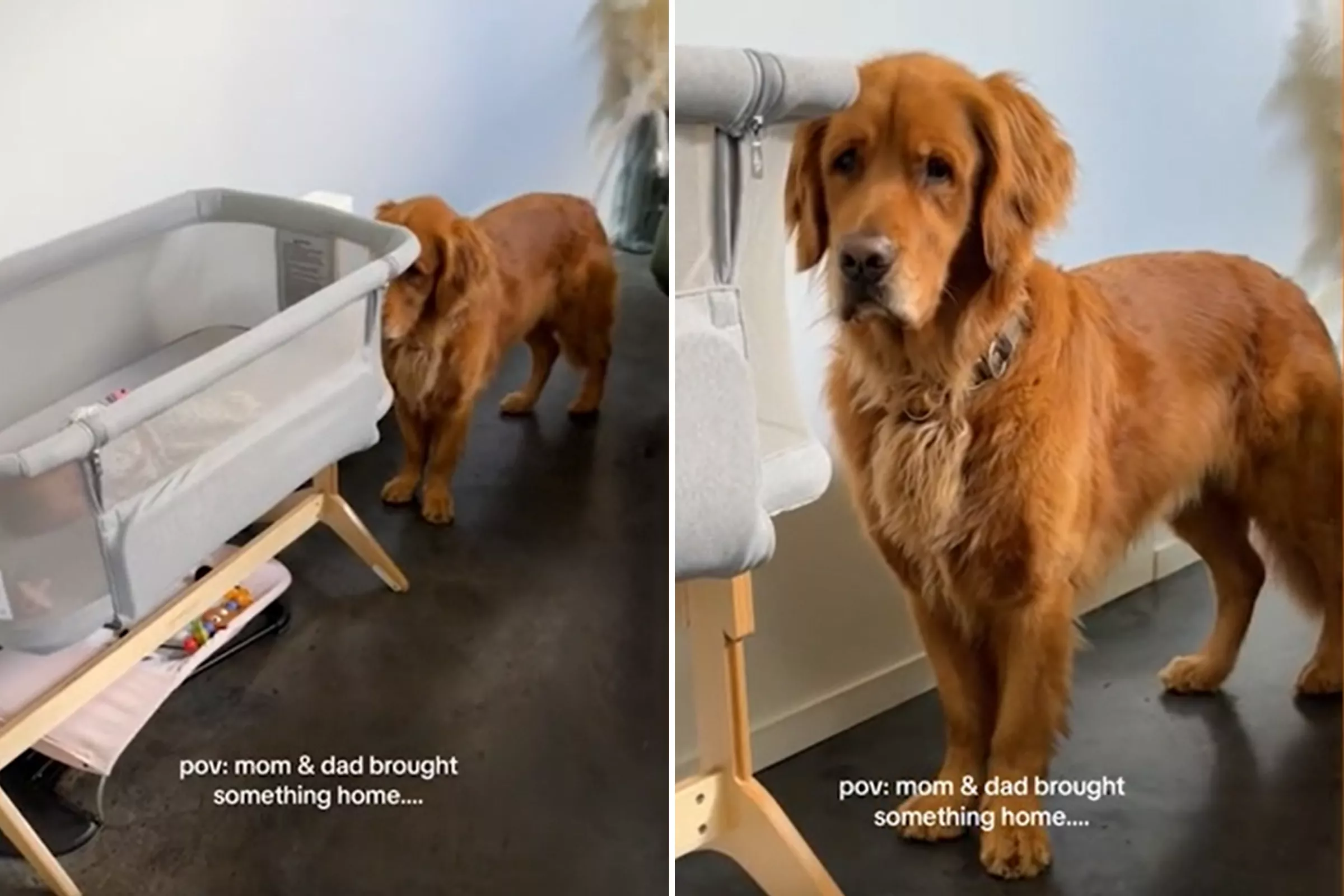 Golden Retriever Isn't Happy About What Owners Brought Home: 'Betrayal' - Vimarsana News