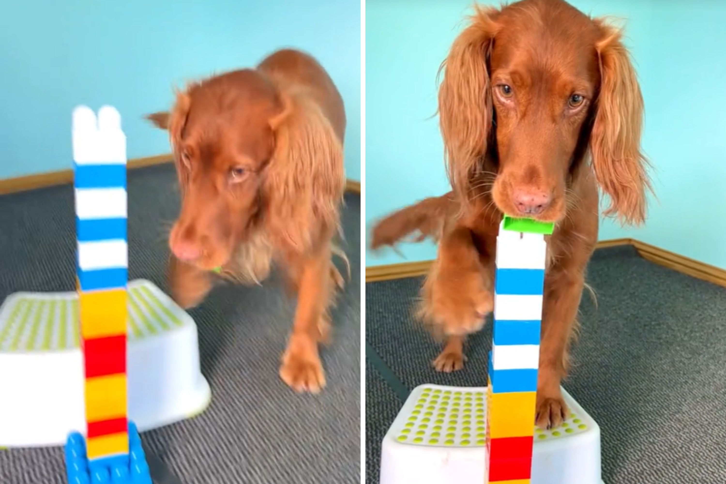 Dog who holds Guinness World Record blows internet away with new trick