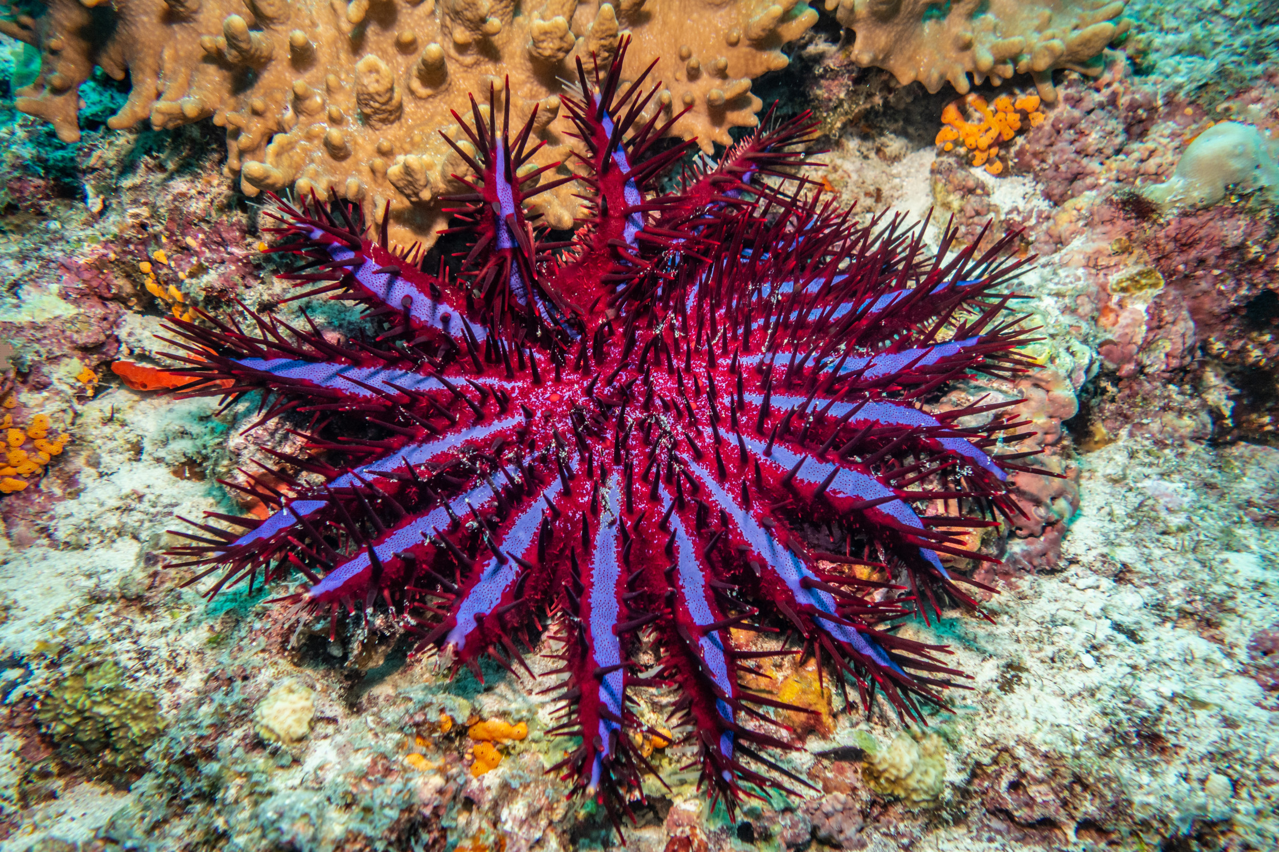 Tuez les étoiles de mer maintenant pour sauver la grande barrière de corail – scientifiques