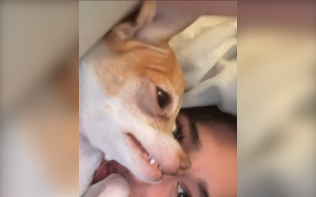 Chihuahua’s serious “beef” with owner’s boyfriend has people in hysterics