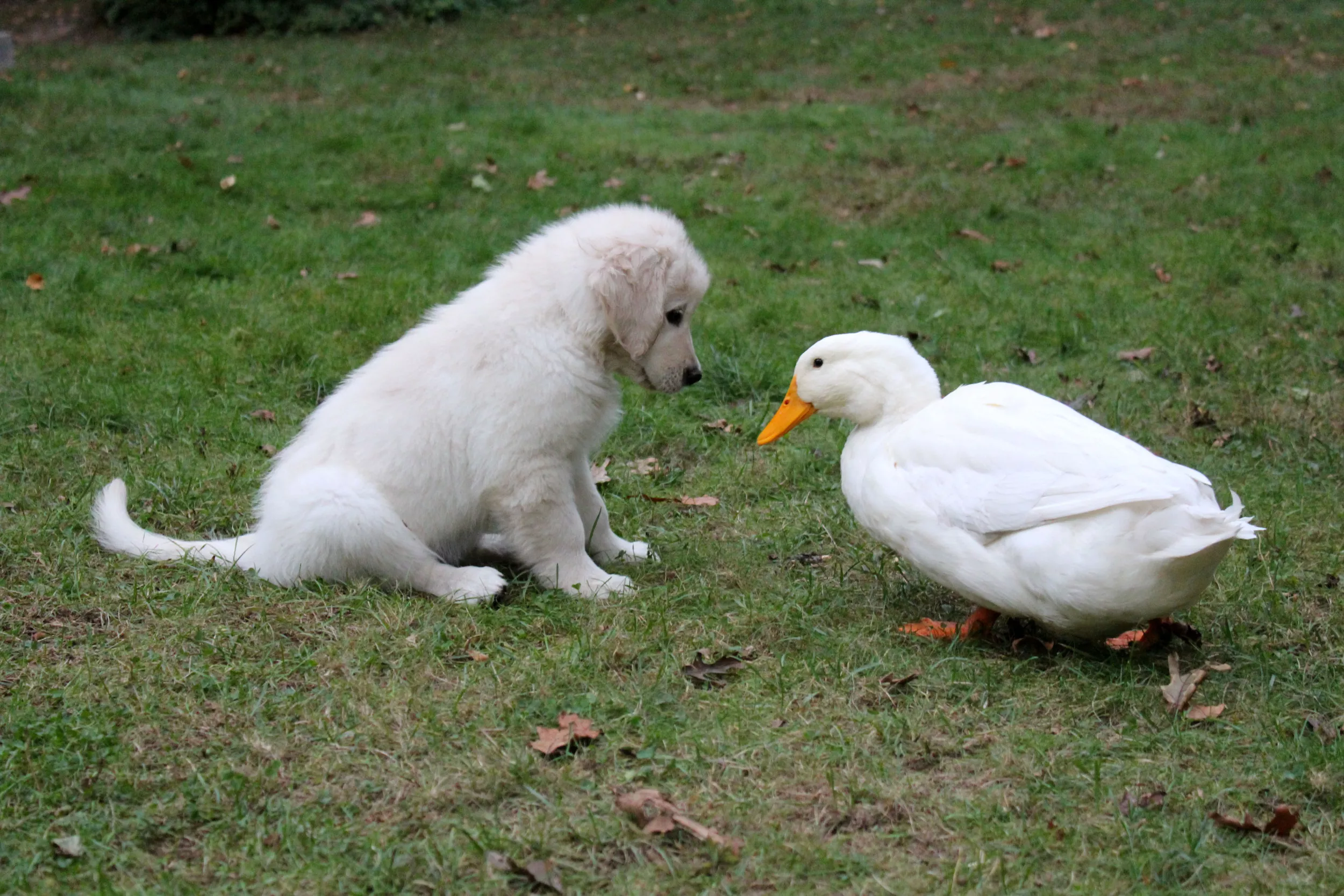 Lonely Disabled Duck Befriending Puppies Melts Hearts: 'She Is One of Them' - Vimarsana News