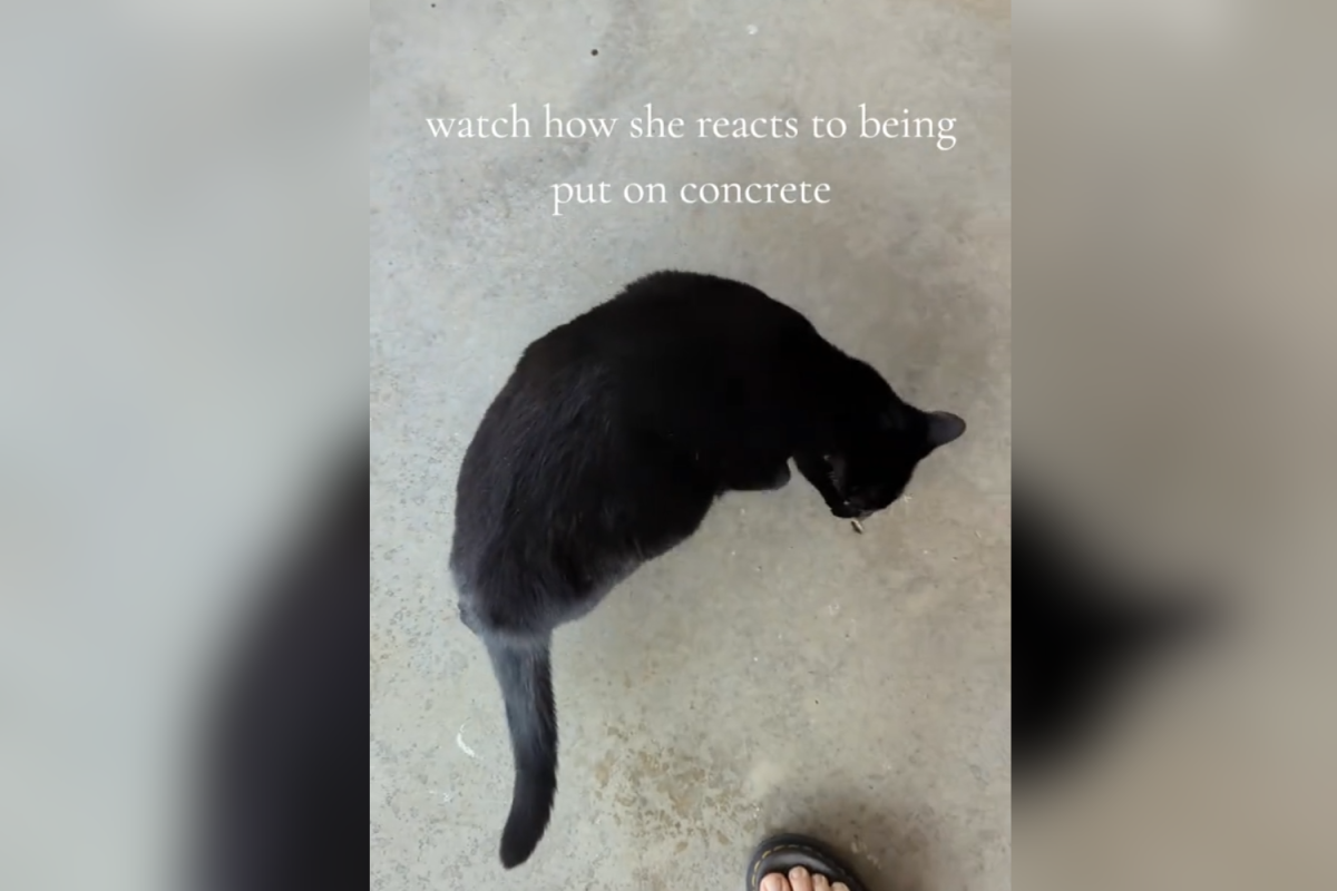 Black cat on concrete