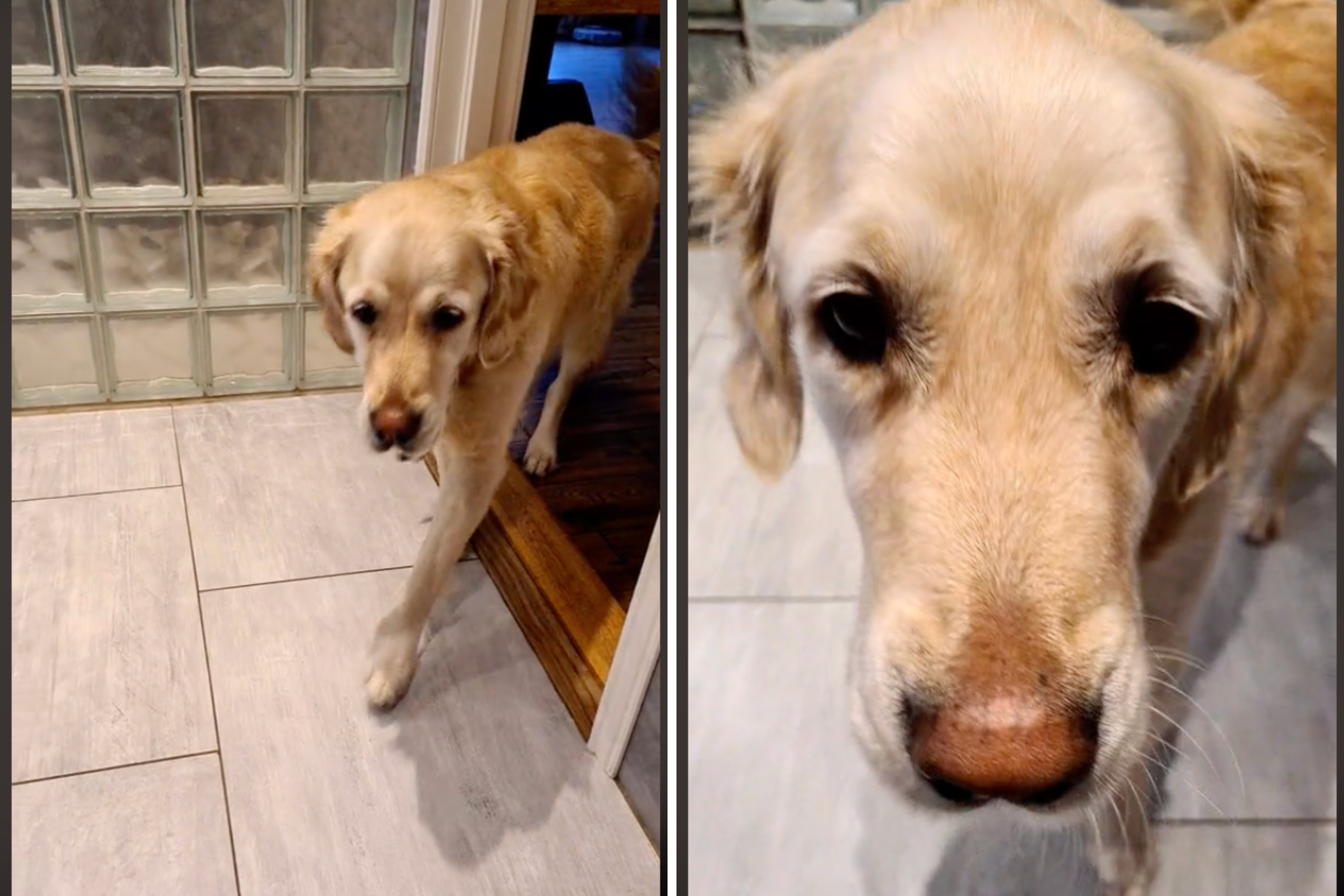 Woman Explains Adorable Reason Why Dogs Follow You to the Bathroom