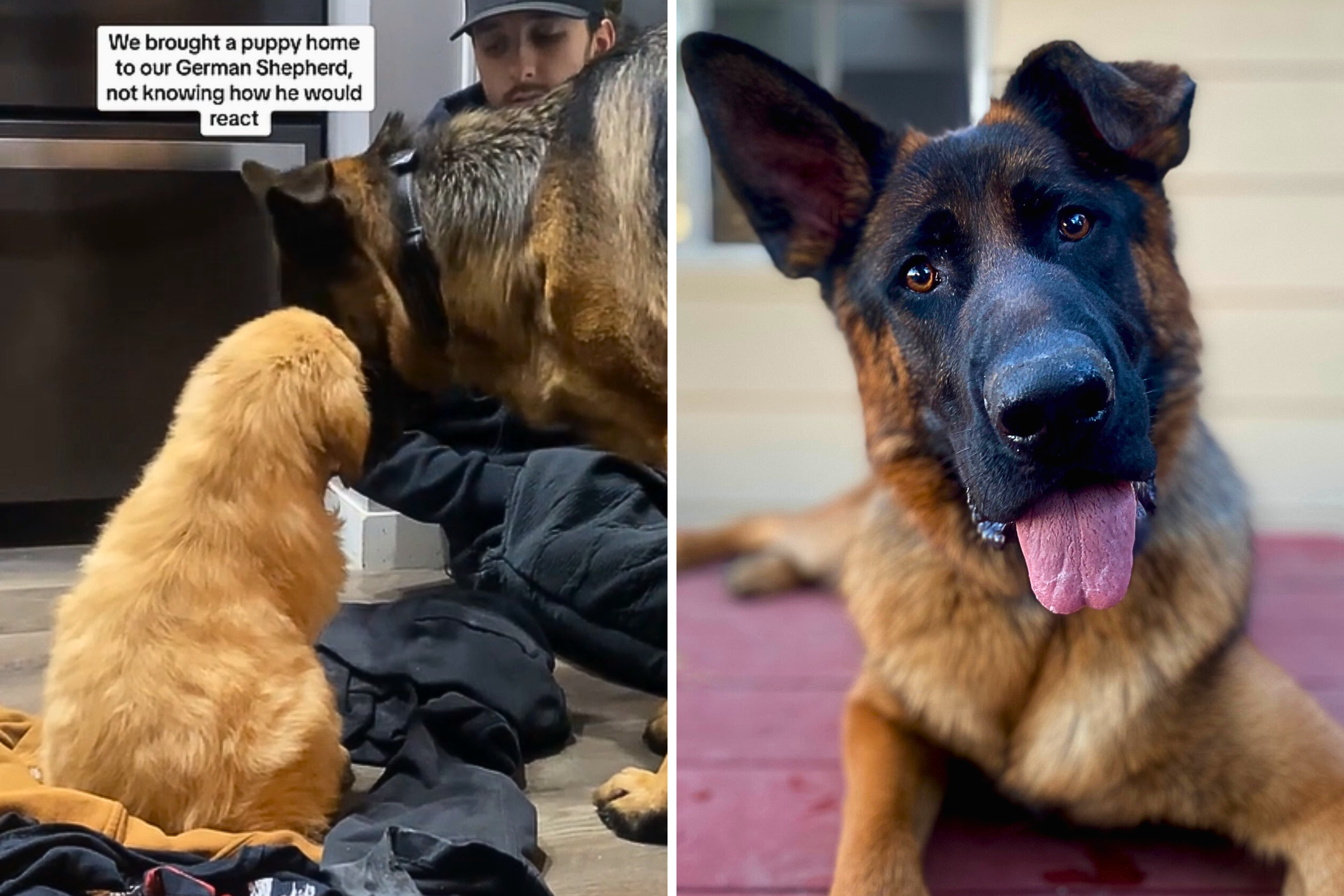 German shepherd and golden retriever puppy’s first meeting caught on camera