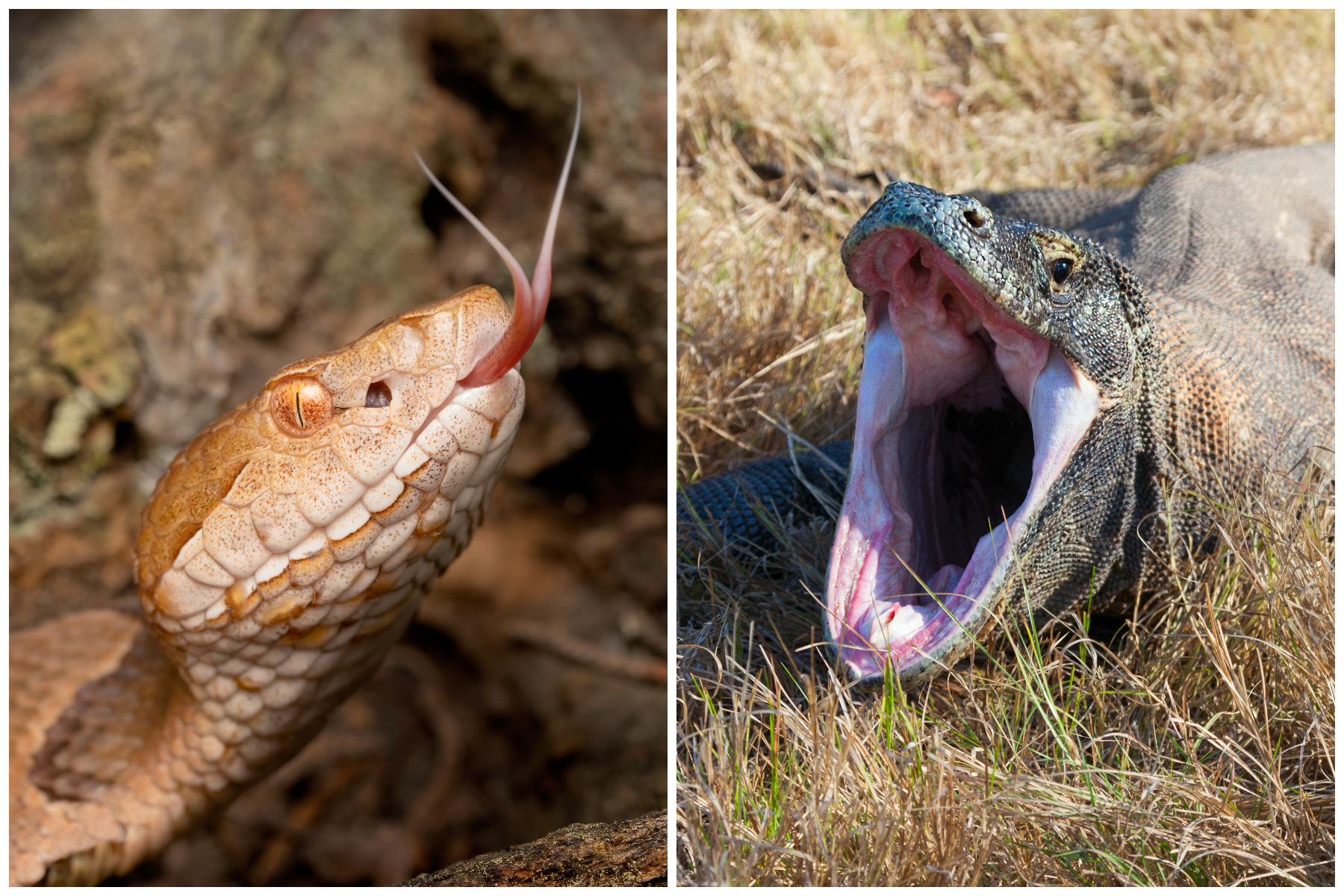 Les serpents et les lézards sont engagés dans une bataille évolutive épique