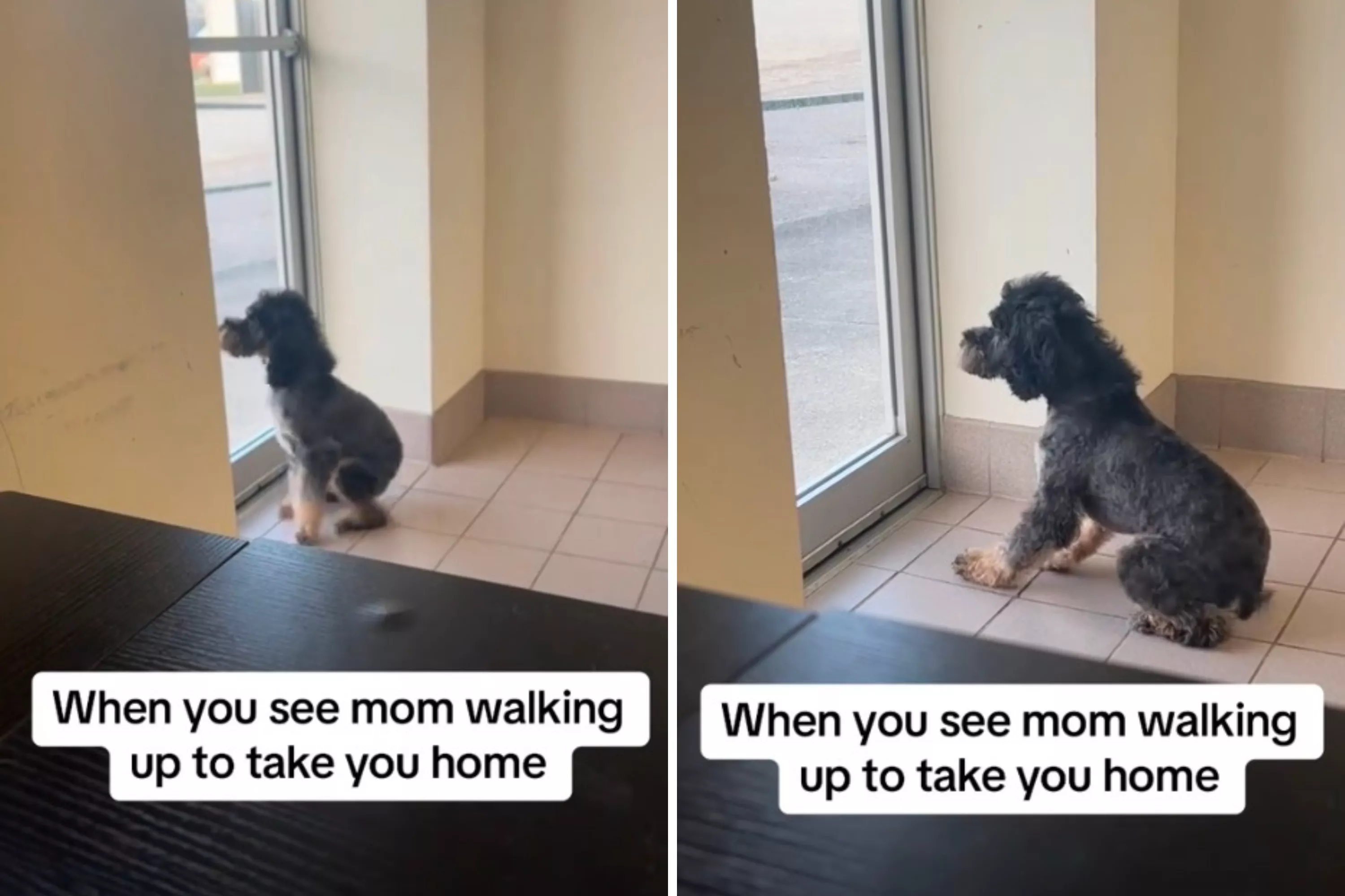 Dog Can't Contain "the Excitement' When He Sees Mom at Groomers - Vimarsana News