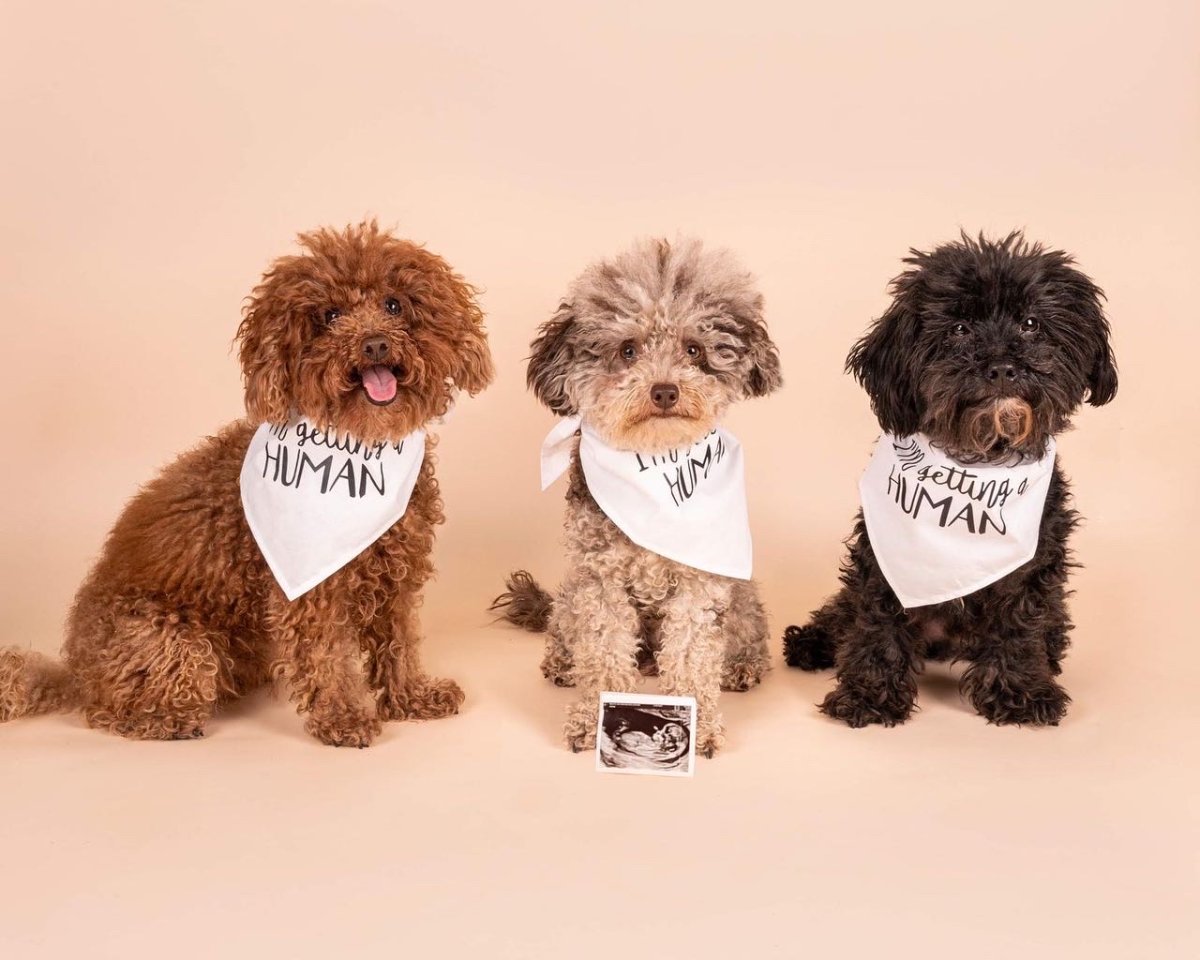 Toy Poodles with baby scan