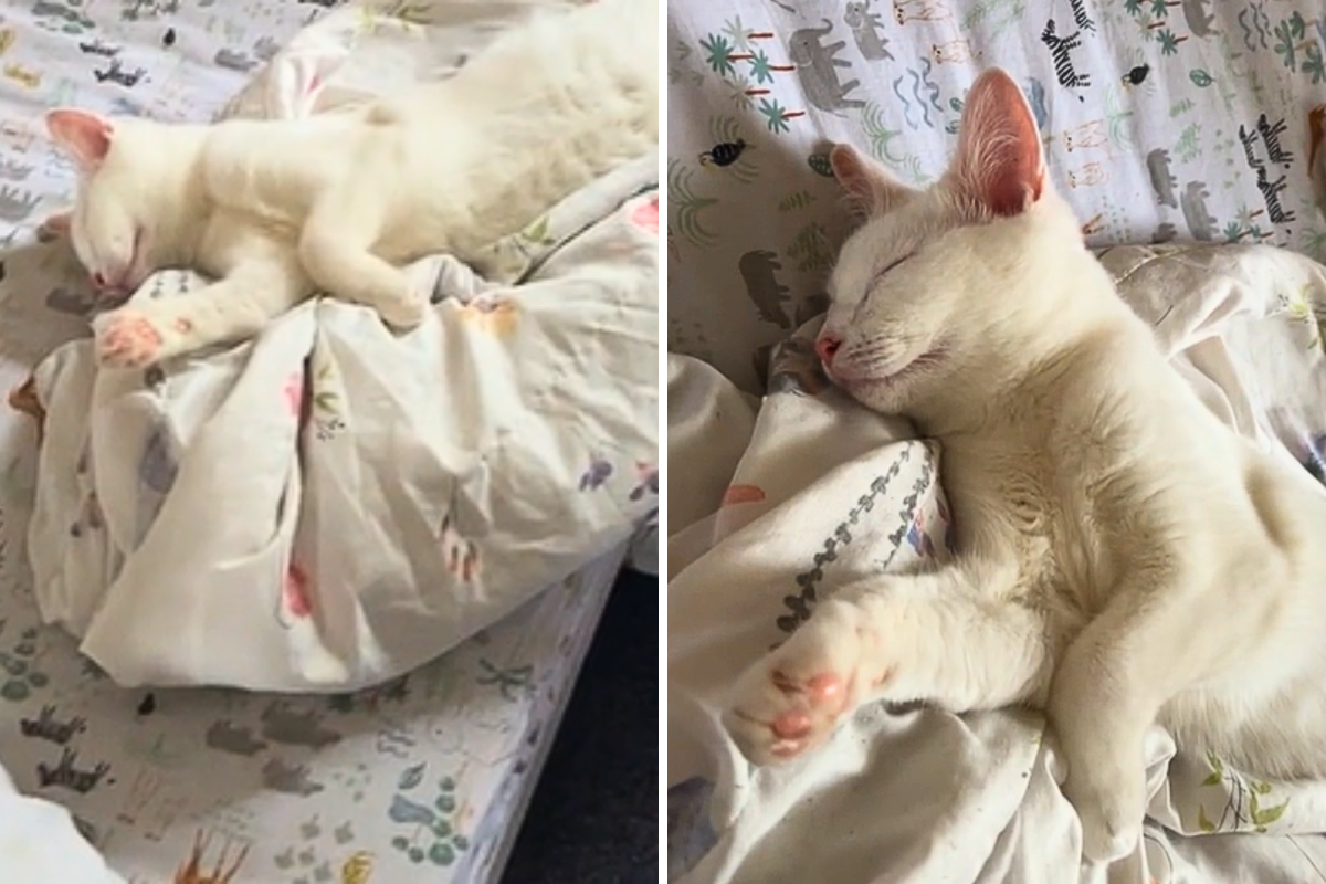 How Owner Wakes Up Deaf Cat to Let Her Know She’s Home Has People in Tears How Owner Wakes Up Deaf Cat to Let Her Know She’s Home Has People in Tears