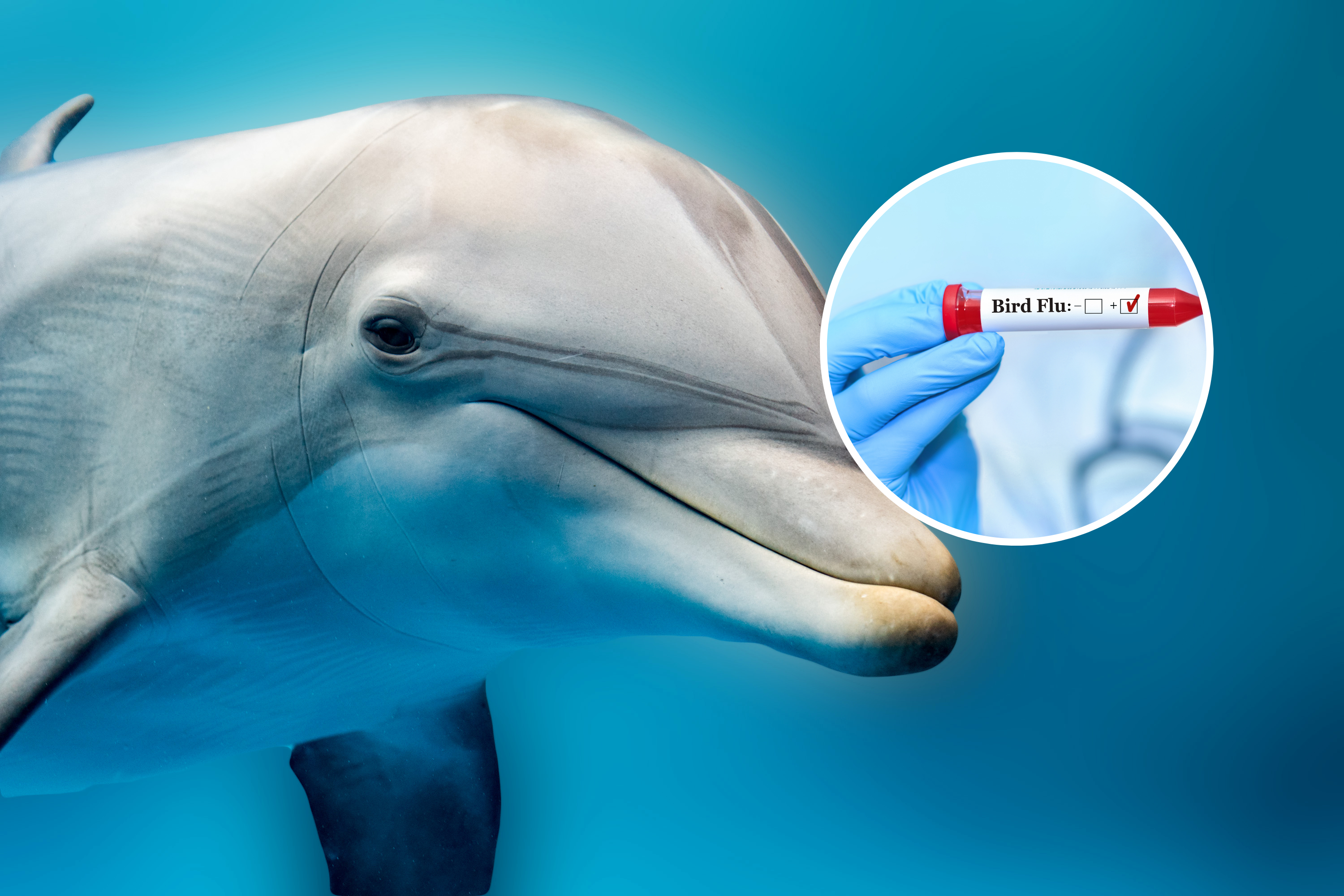 Peringatan sebagai lumba-lumba Amerika pertama yang didiagnosis menderita flu burung yang sangat patogen