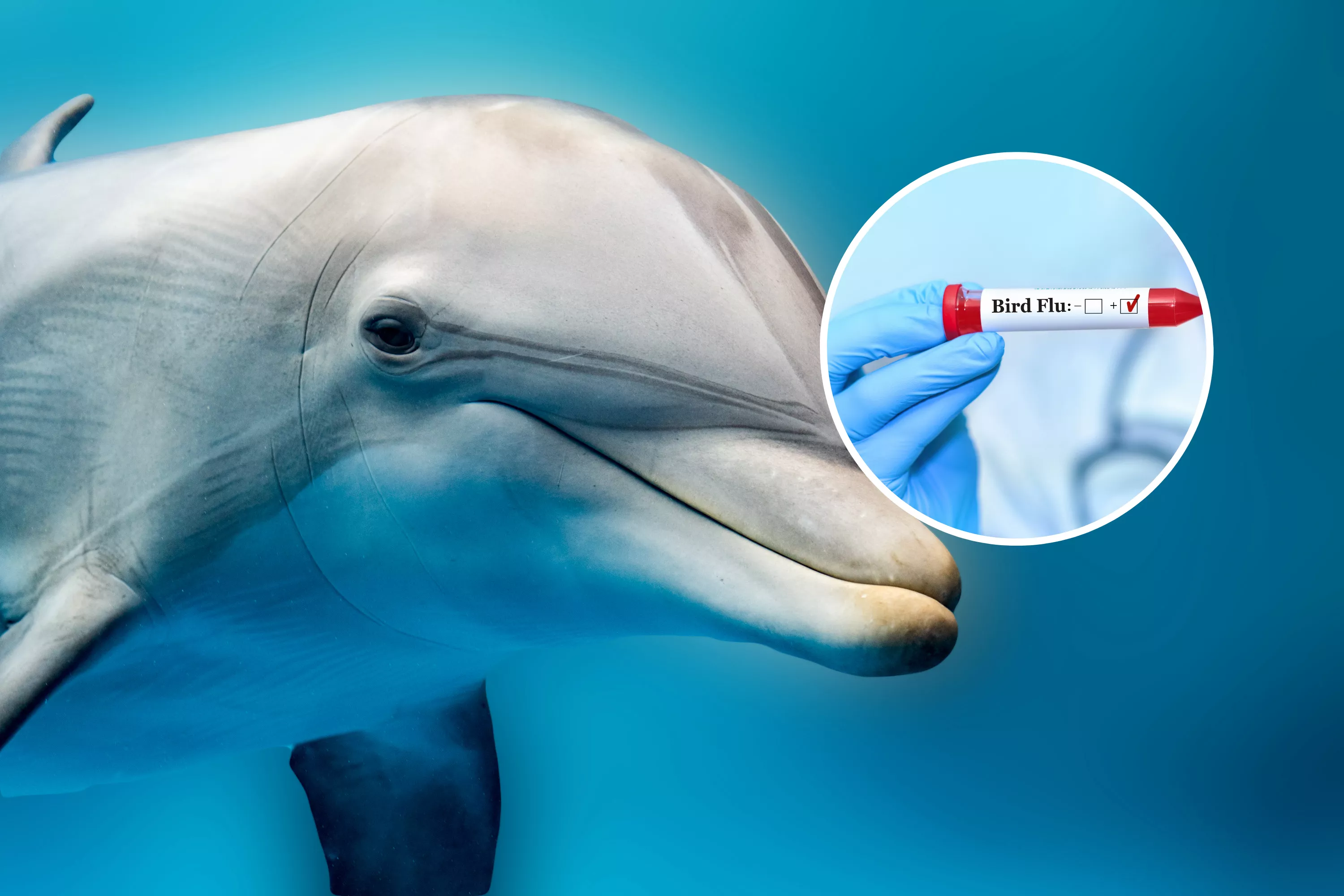 Warning as First American Dolphin Diagnosed With Highly Pathogenic Bird Flu - Vimarsana News