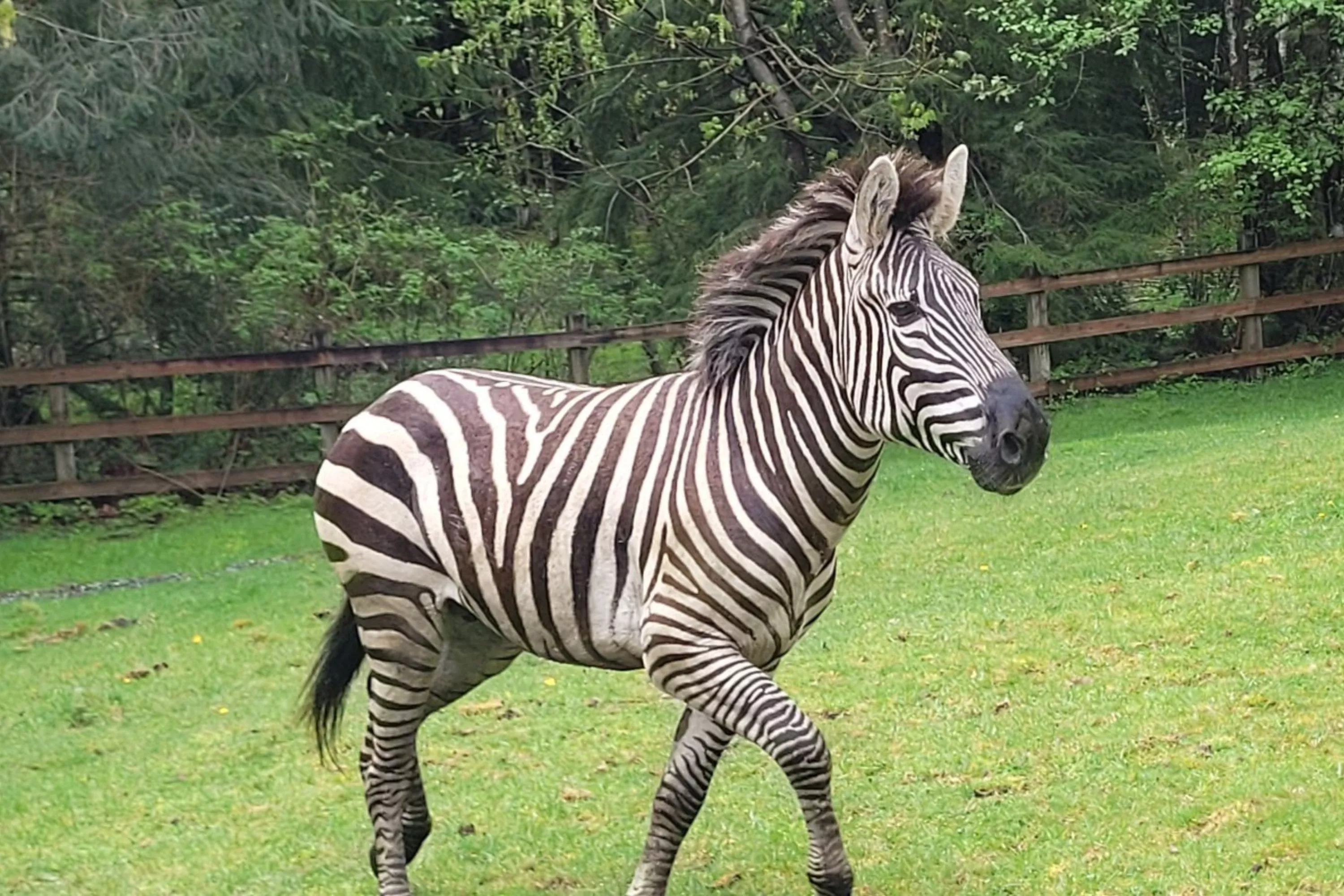 Zebras Cause Chaos After Escaping in Washington State - Vimarsana News