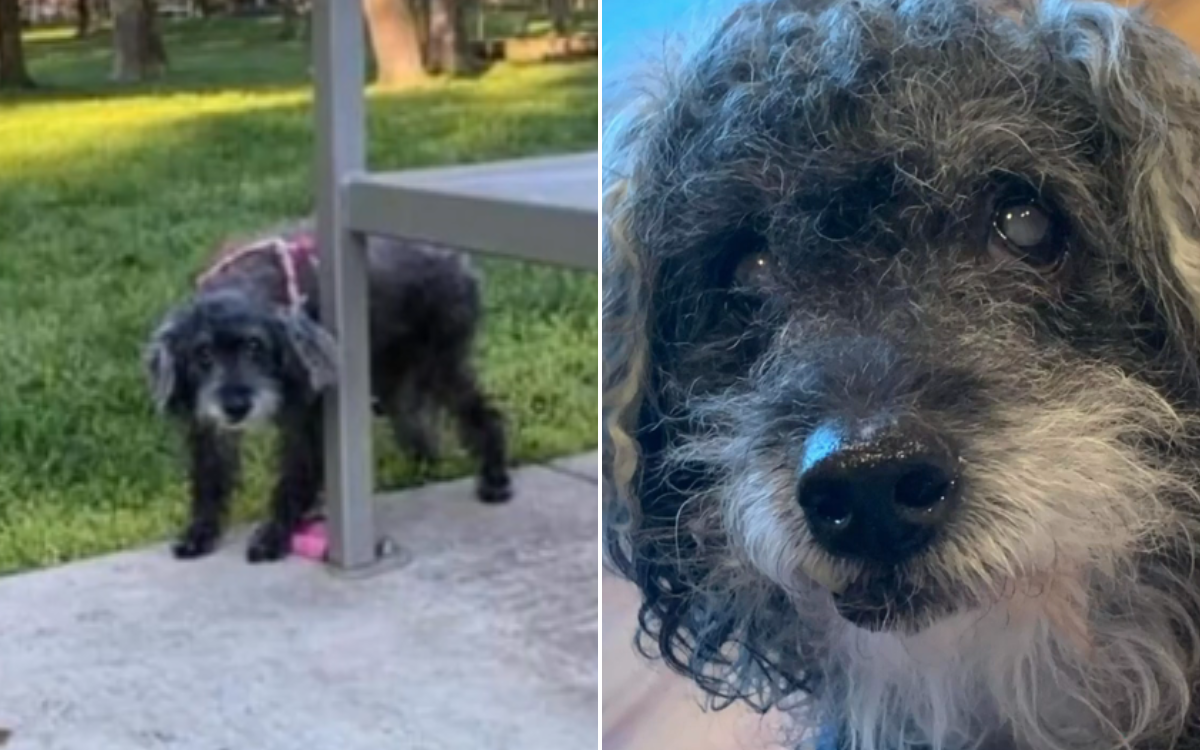 Sheba the 15-year-old rescue dog.