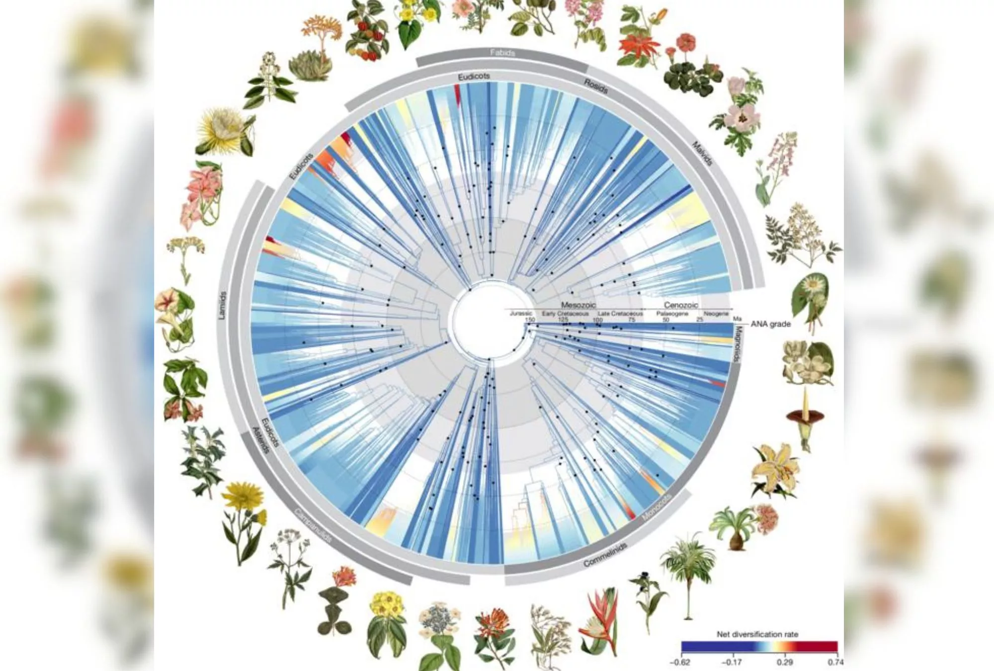 Darwin's 'Abominable Mystery' Haunts New Plant Tree of Life - Vimarsana News