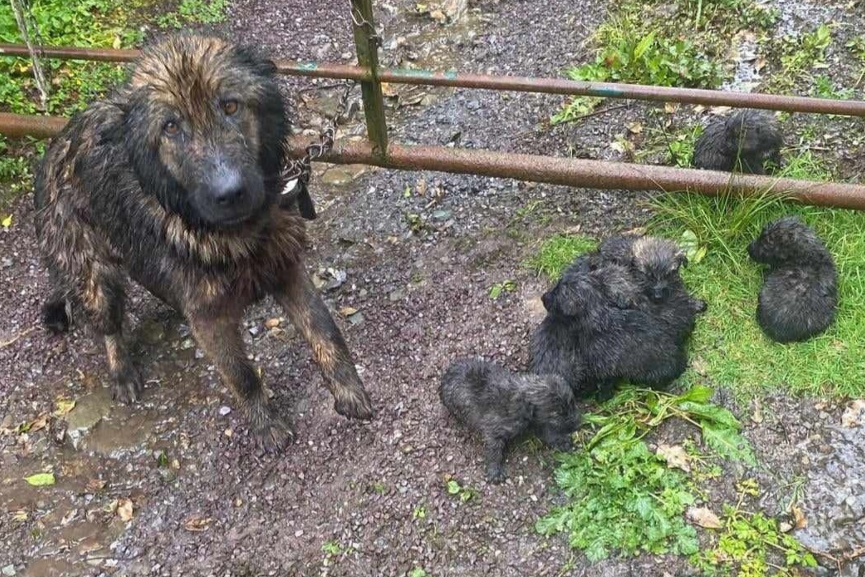 Abandoned Dog's Heartbroken Face As She's Dumped With Puppies—'Cruel ...