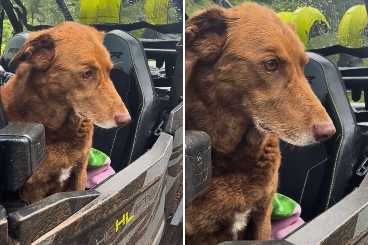 Dog