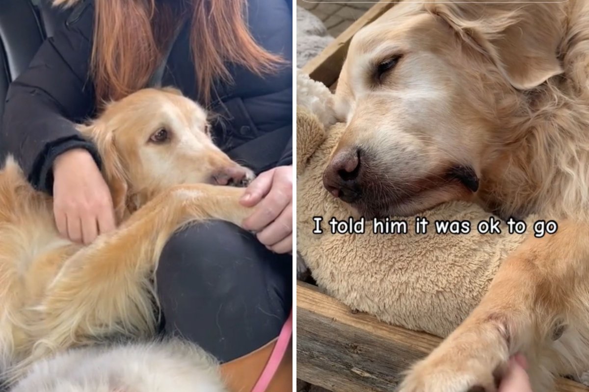 Family says goodbye to dog