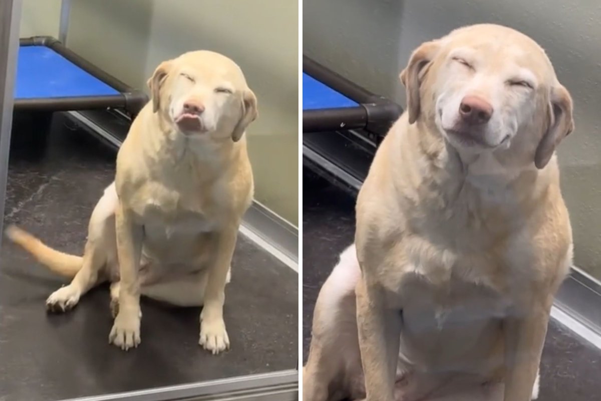 Smiling dog at pet resort